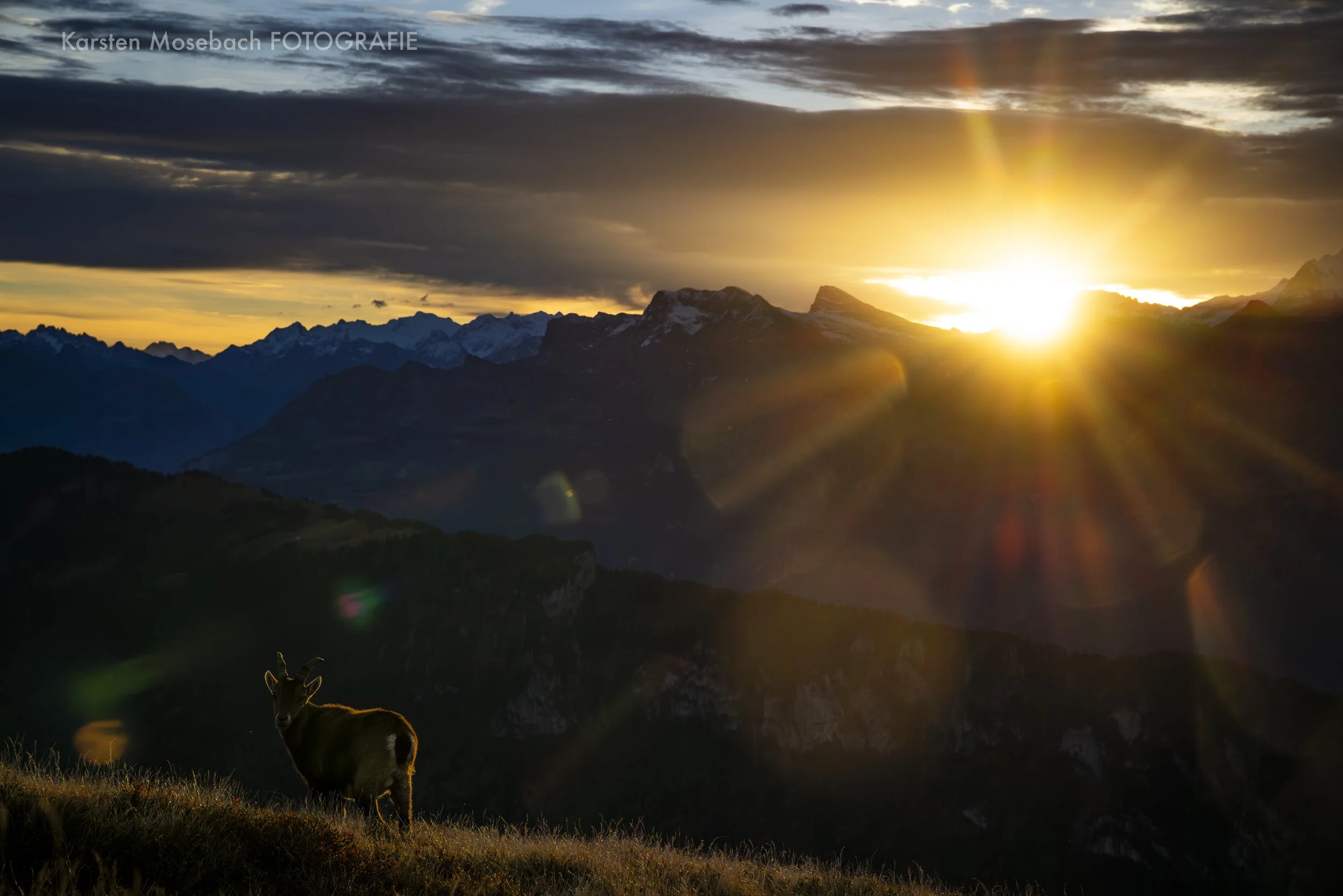 Karsten_Mosebach_Steinbock_Niederhorn--2.jpg