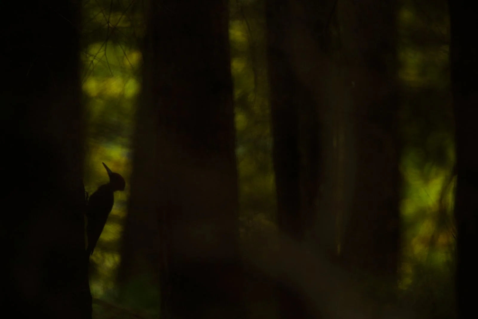 498B1329SchwarzspNEU 1.jpg