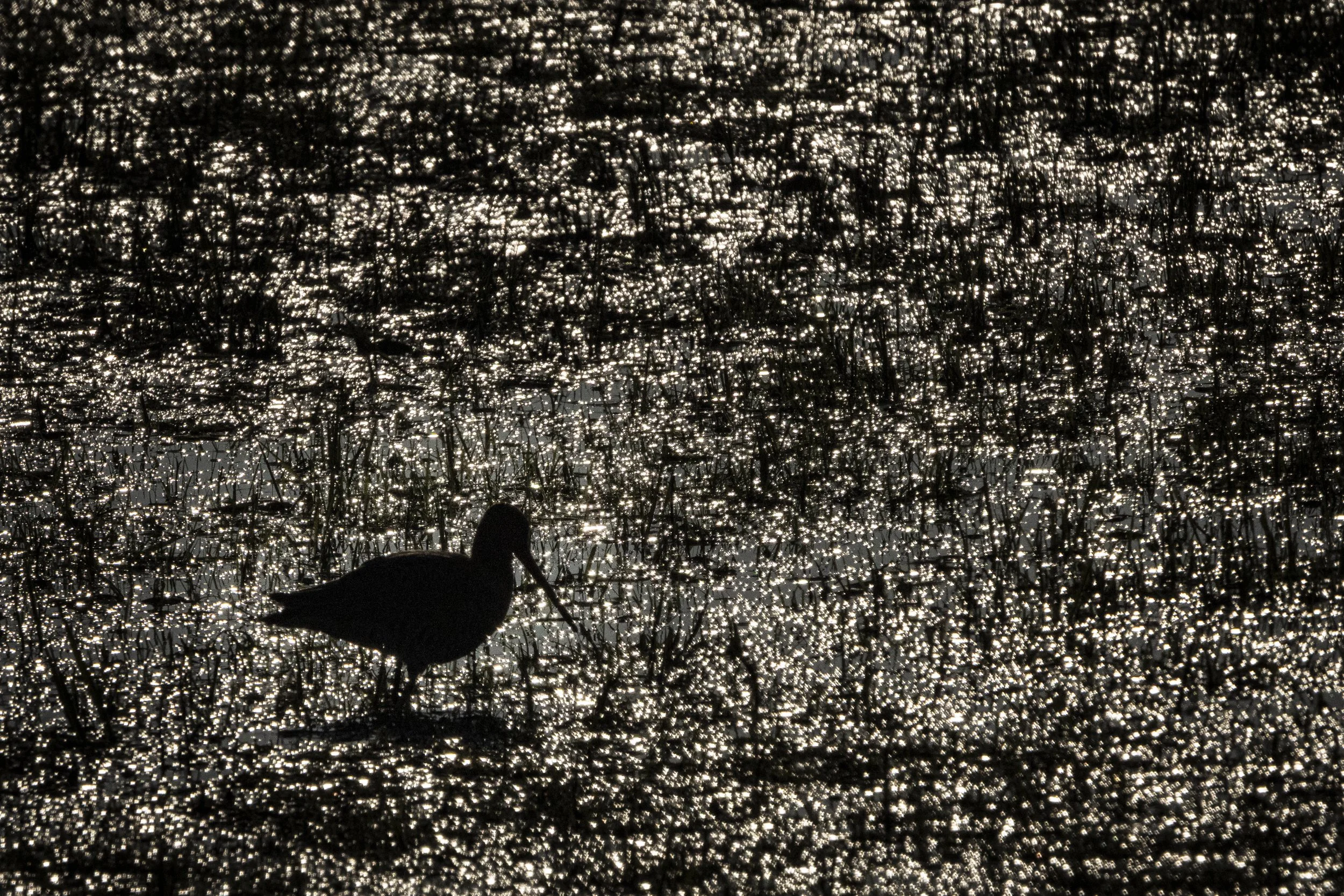 Uferschnepfte_Silhouette_Abstract.jpg