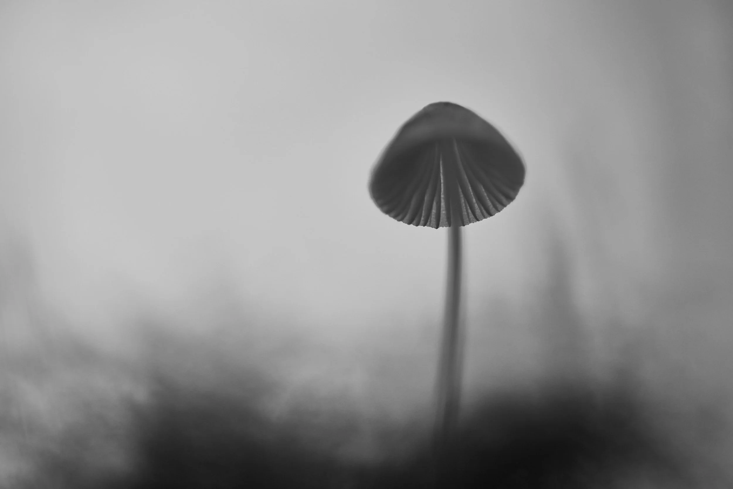 _MG_3098.jpg