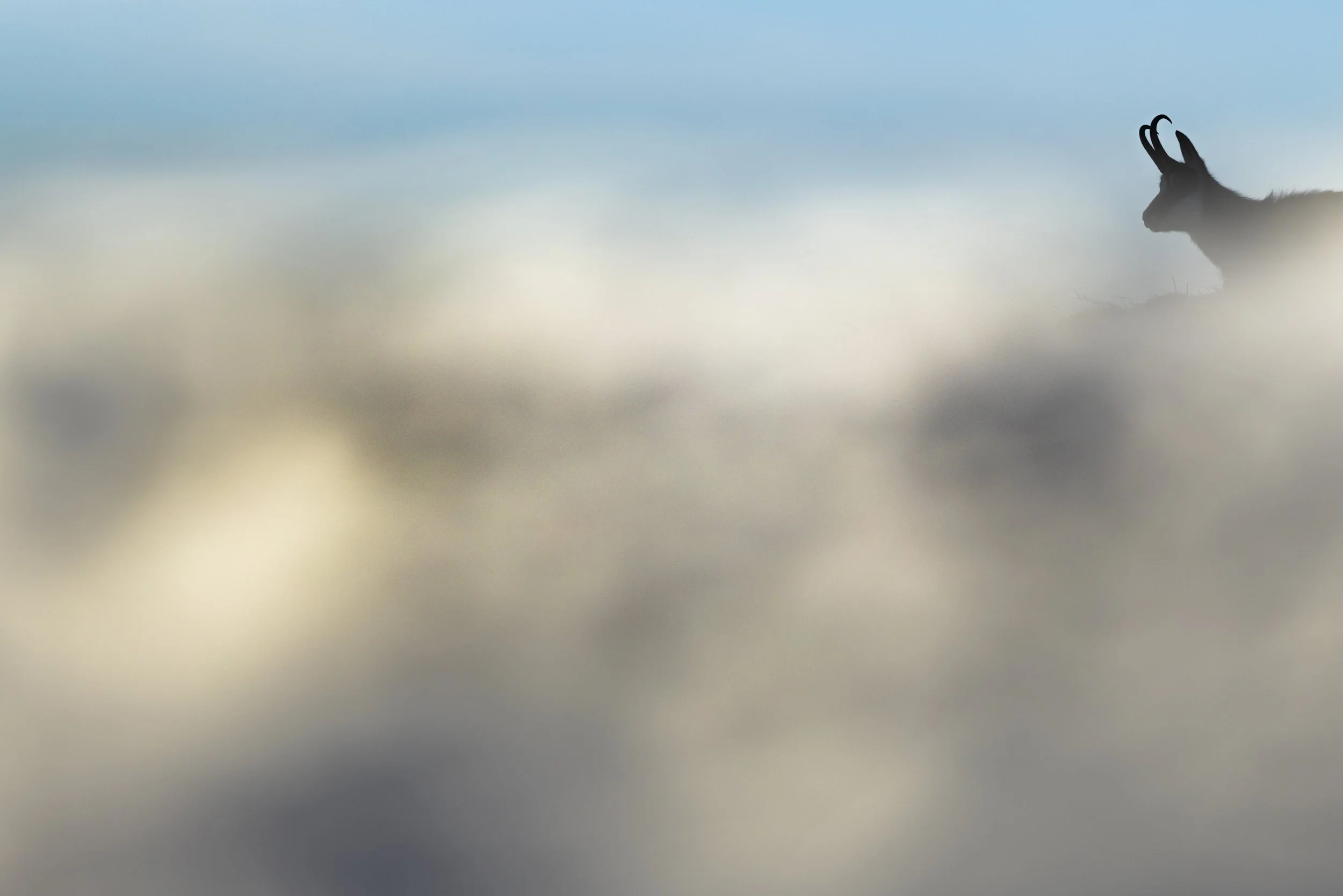 Karsten_Msebach_Niederhorn_Schweiz-57.jpg