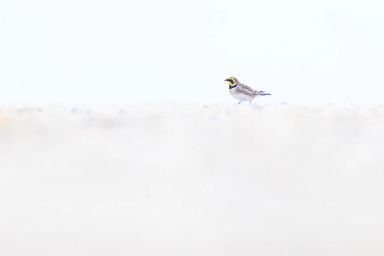 Groß (_PL_2078-Verbessert-NR Kopie).jpeg