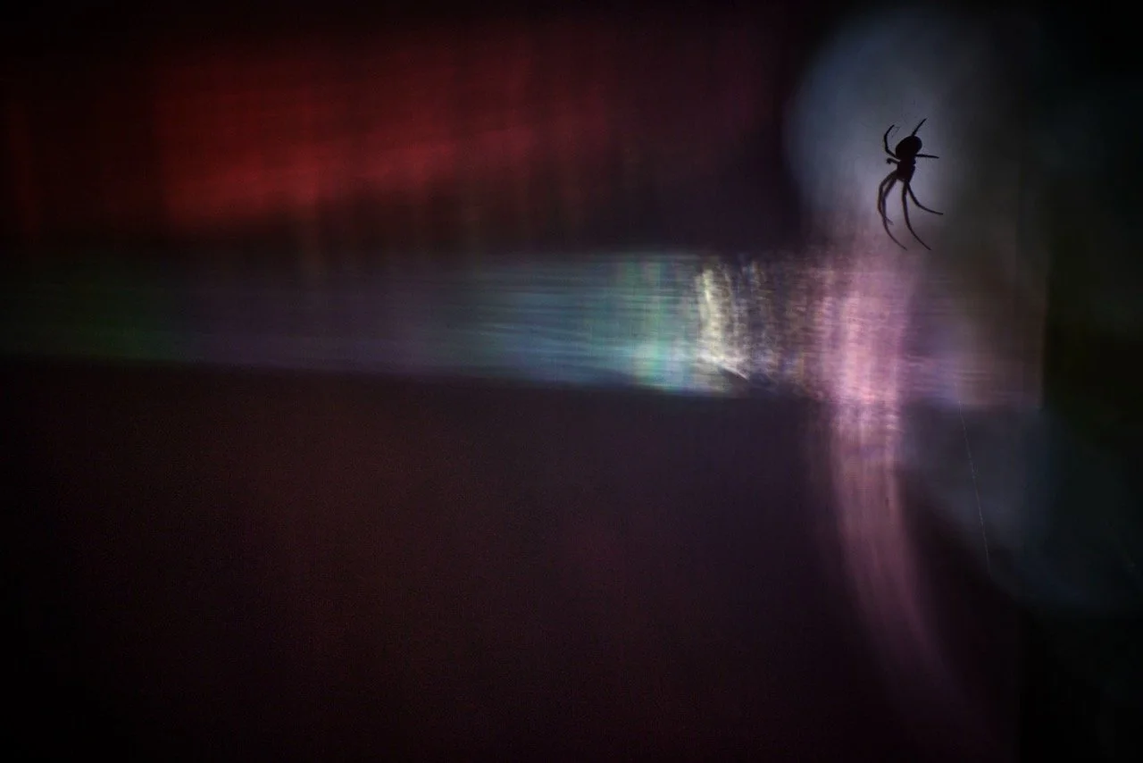 Groß (2C3A3211Herbstspinne4Tsp1fuerBBC).jpeg