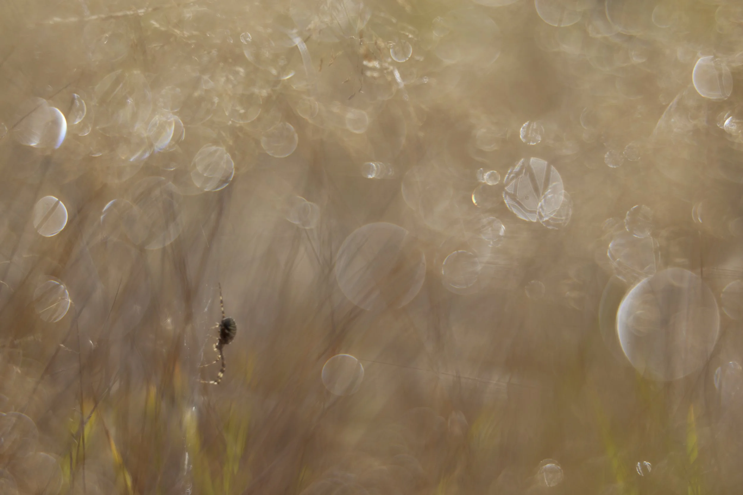 2C3A4728 1Wespenspinnesg.jpg