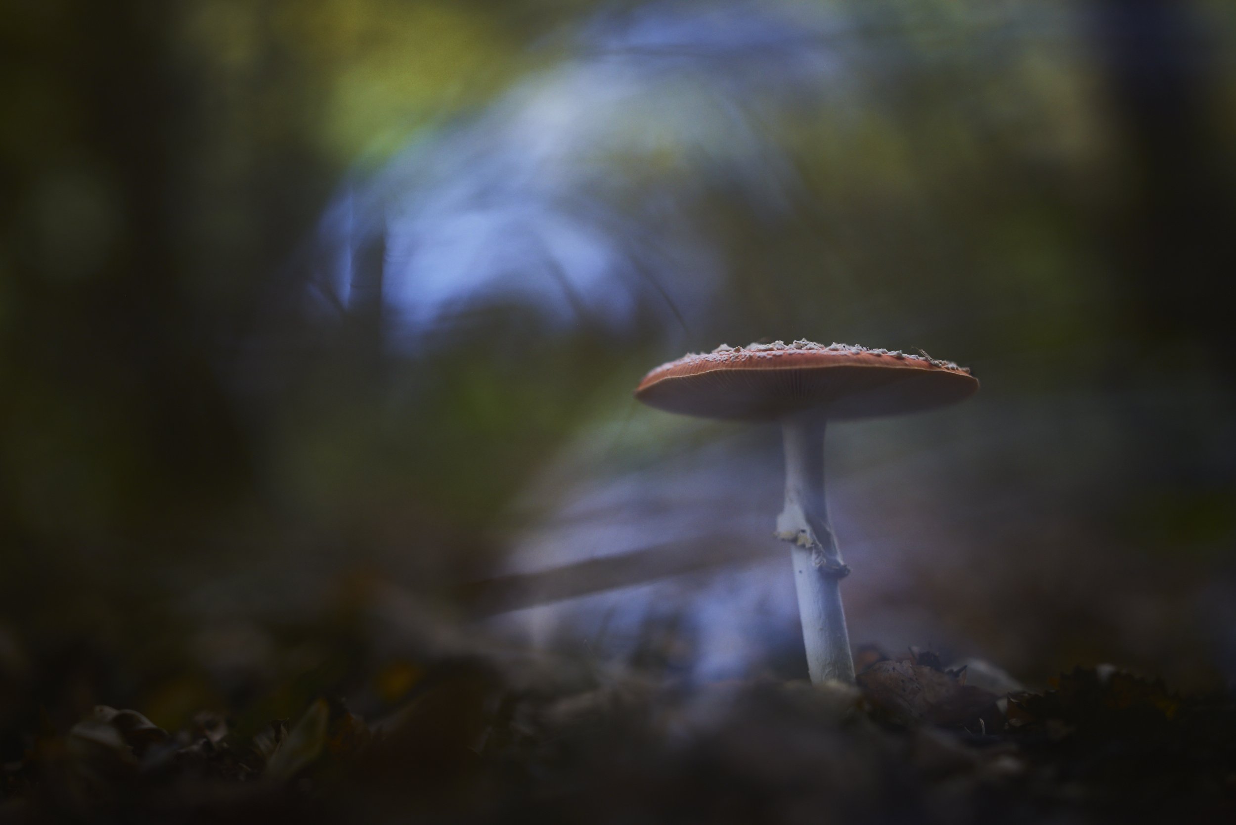 _MG_9910.jpg