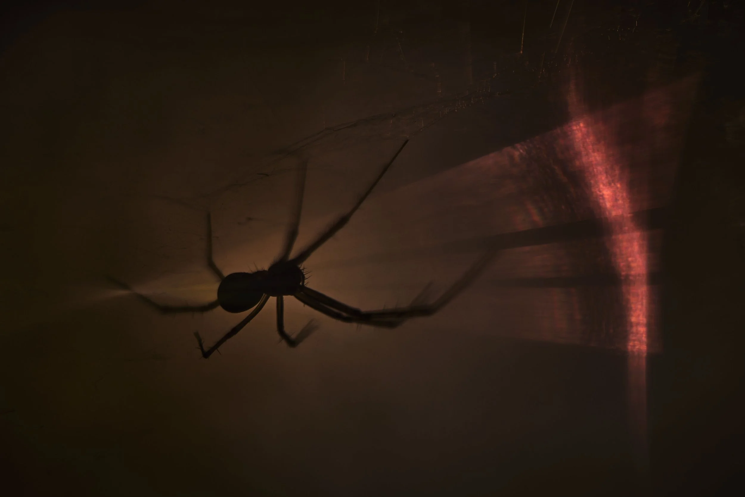 2C3A8309 1Baldachin2.Vers.jpg