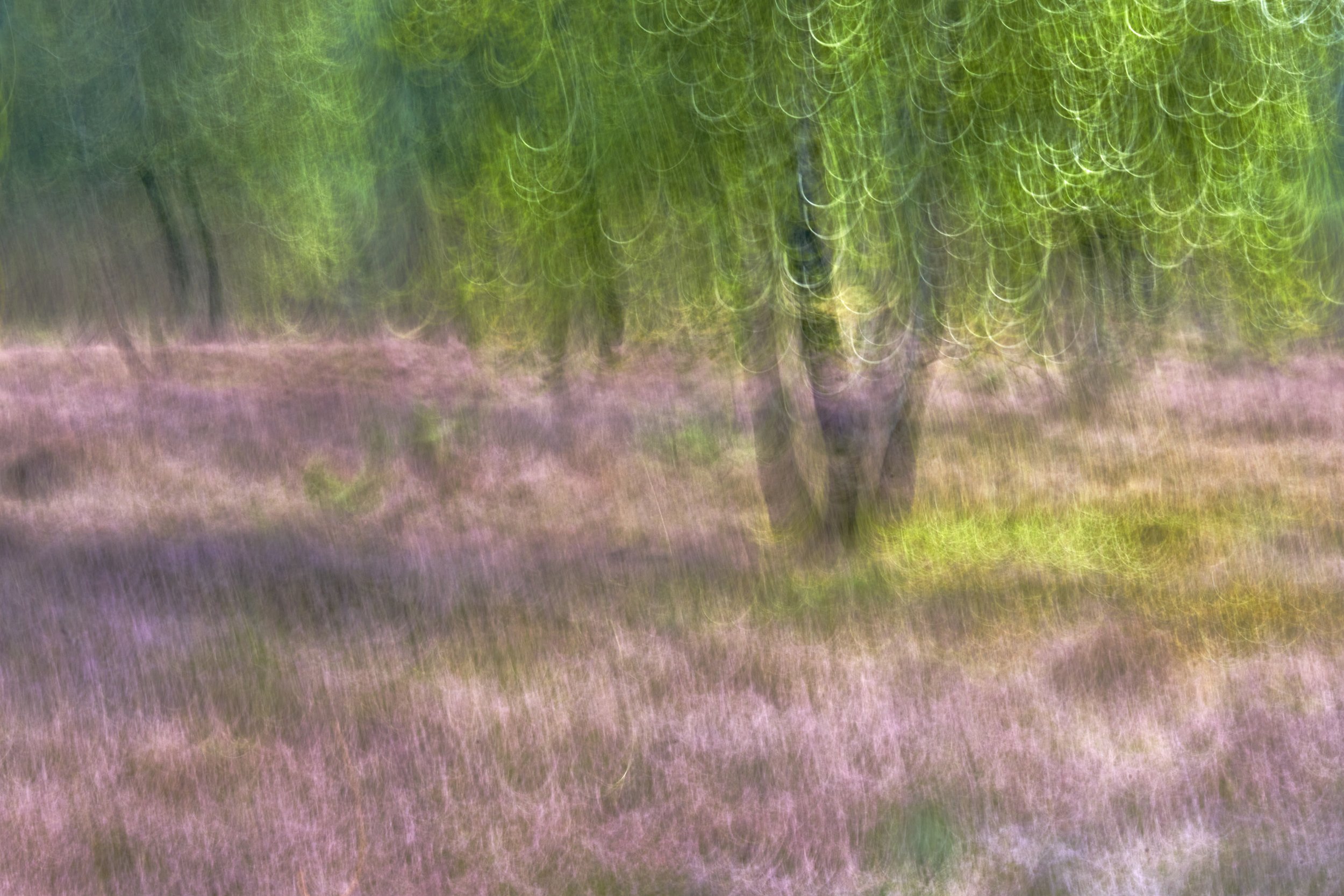 _27A3721 2Birken_im_Heideparadies.jpg