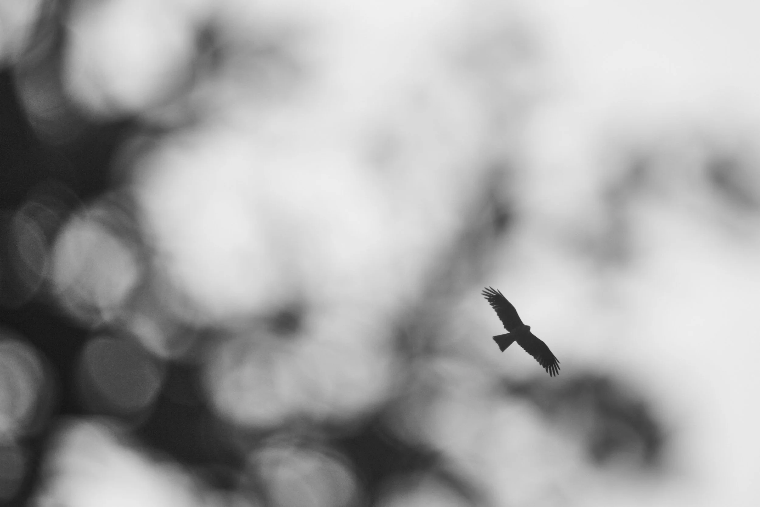 _MG_1090.jpg