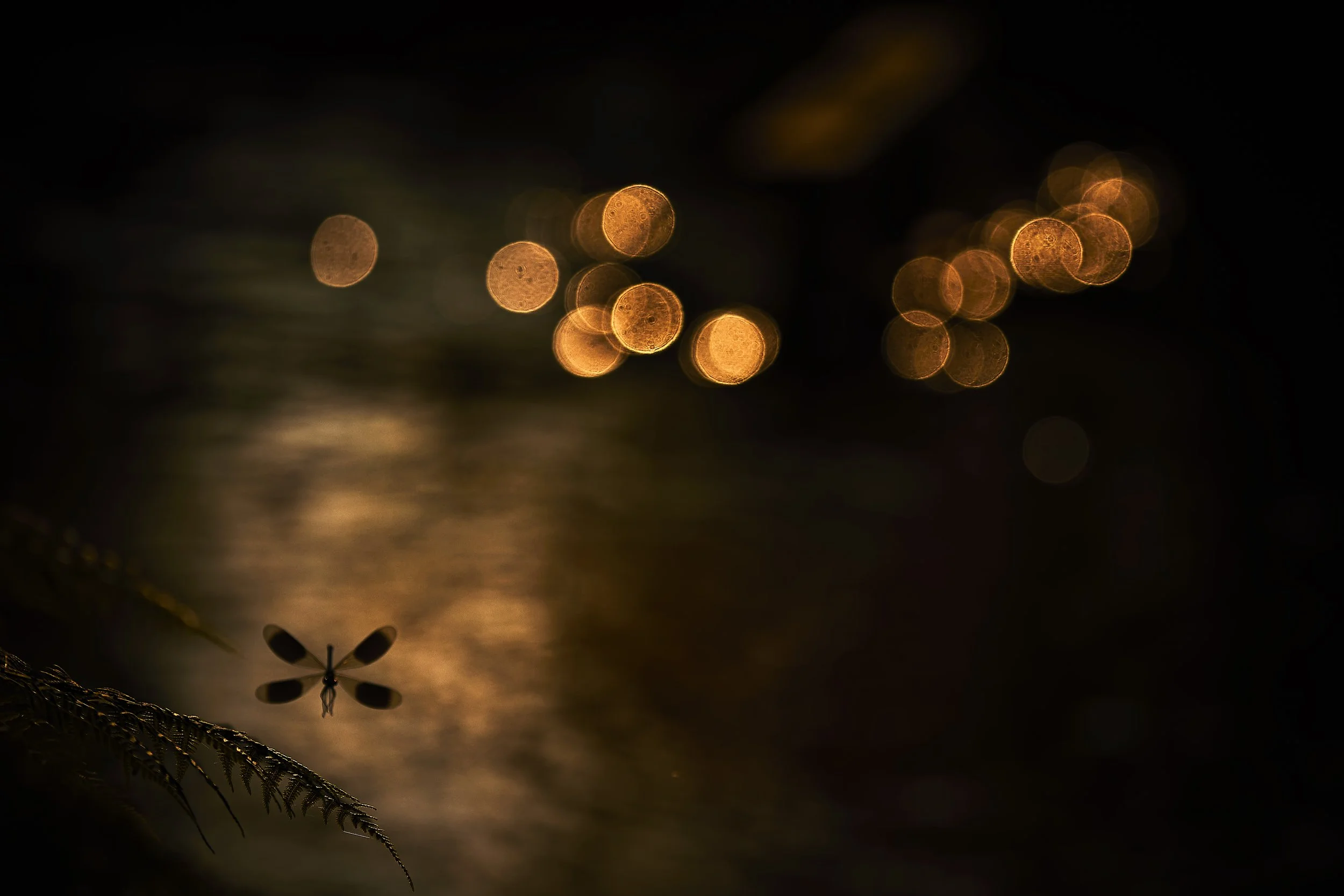 2C3A7445 2GebaendertePrachtl.NEU 12Wsp.jpg