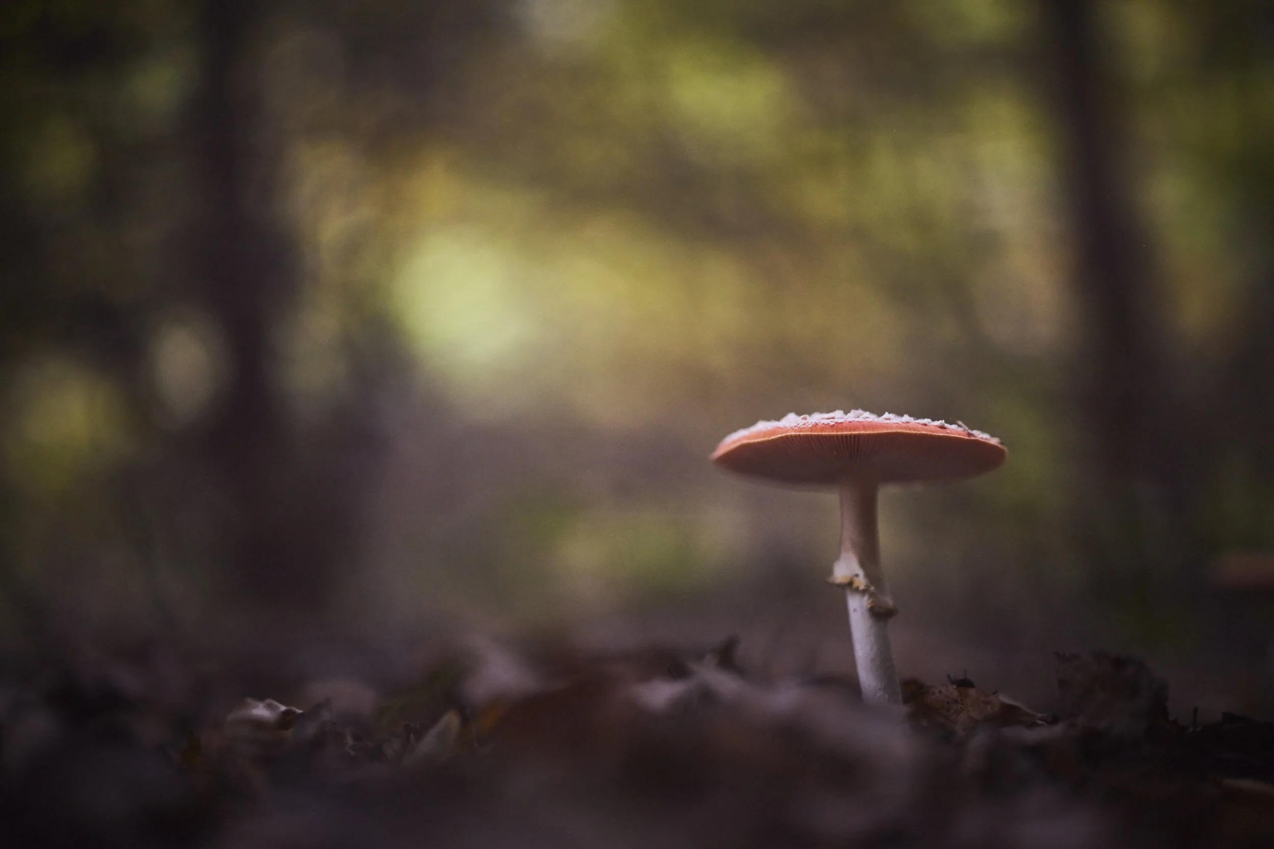 _MG_9748.jpg