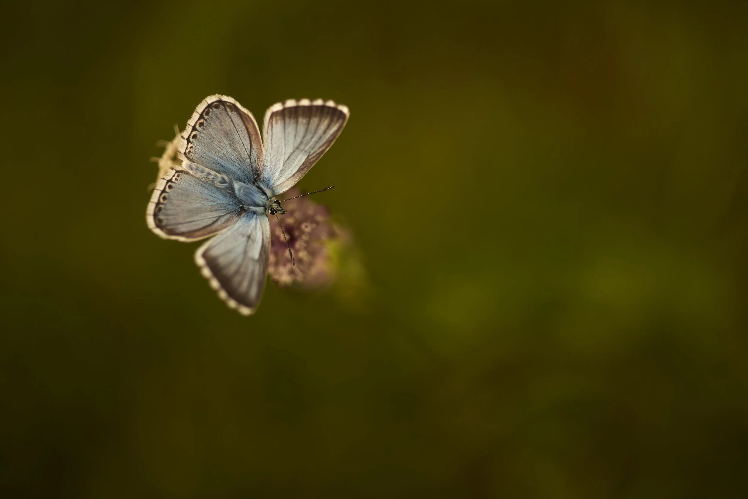 2C3A5502Silbergrüner Bläuling.jpg
