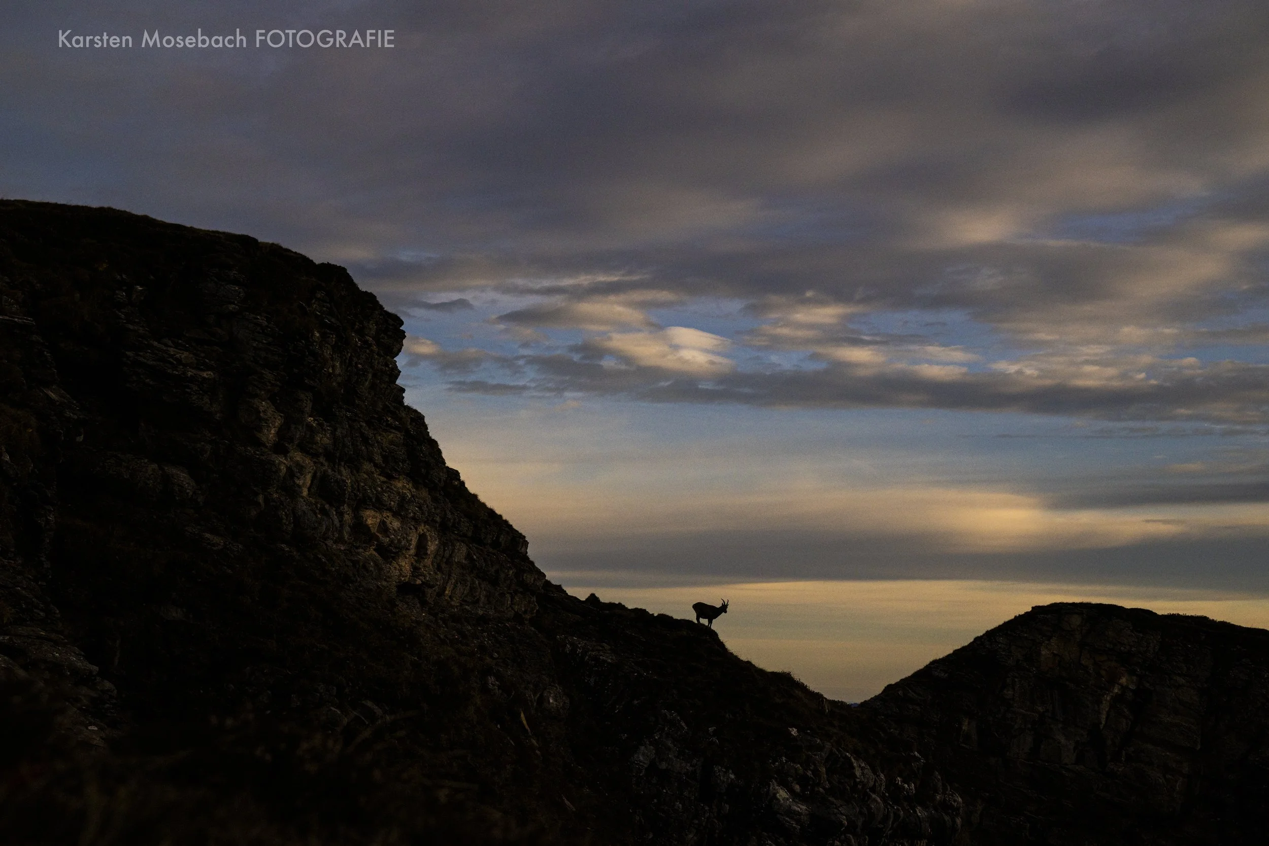 Karsten_Mosebach_Steinbock_Niederhorn-8809.jpg