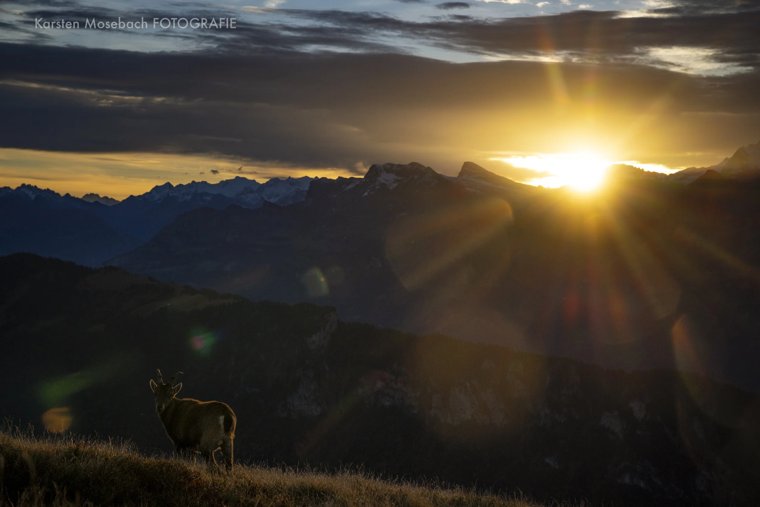 Karsten_Mosebach_Steinbock_Niederhorn-8565.jpg
