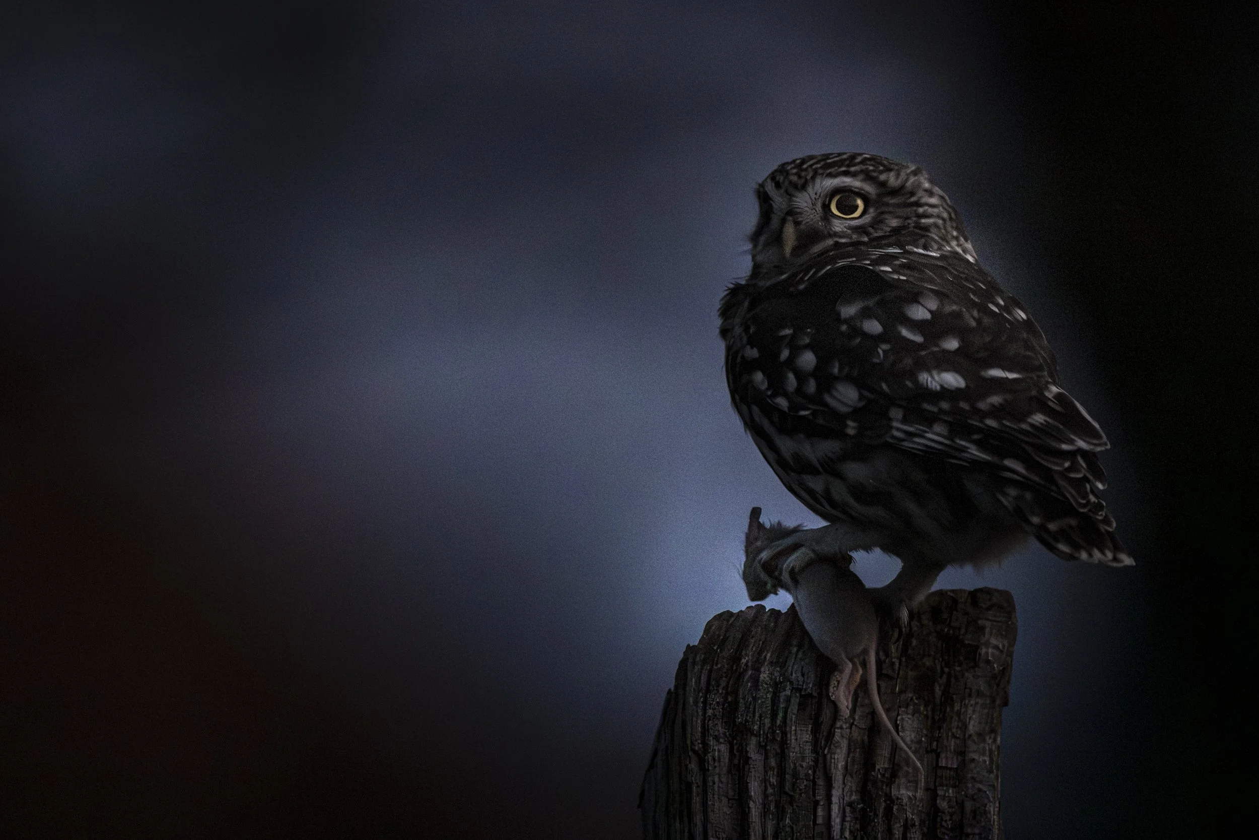 2026032120260321_61A2905_DST_Teutoburger Wald_Steinkauz_195747_1_DST_Teutoburger Wald_Steinkauz_196136_1.jpg