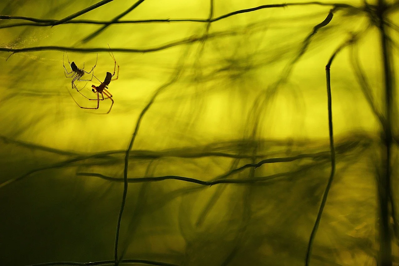 Groß (_98B5610BaldachinHK14001xun 1).jpeg