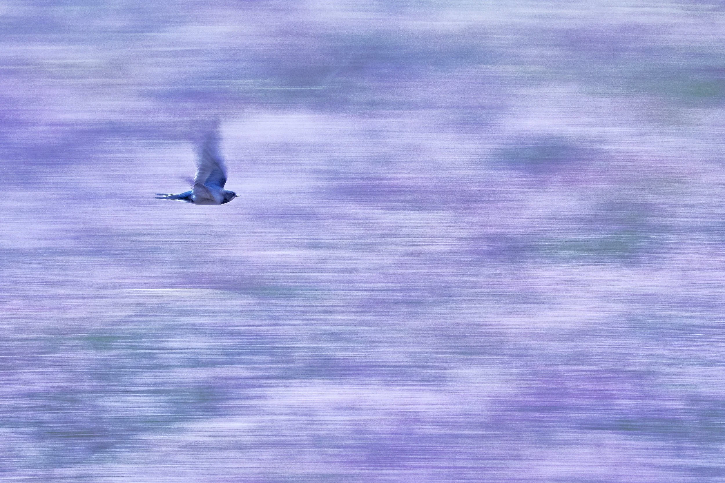 _27A4993Rauchschwalbe 2Vers-geradegestGrad. 1KleinerTL.jpg