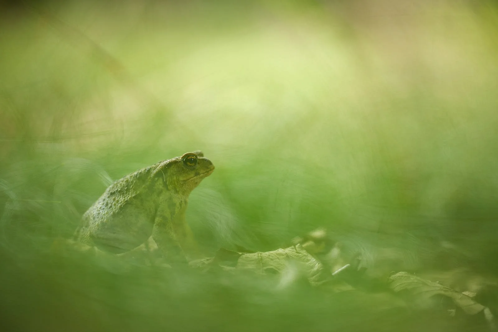 _98B8201Erdkr 1 1.jpg