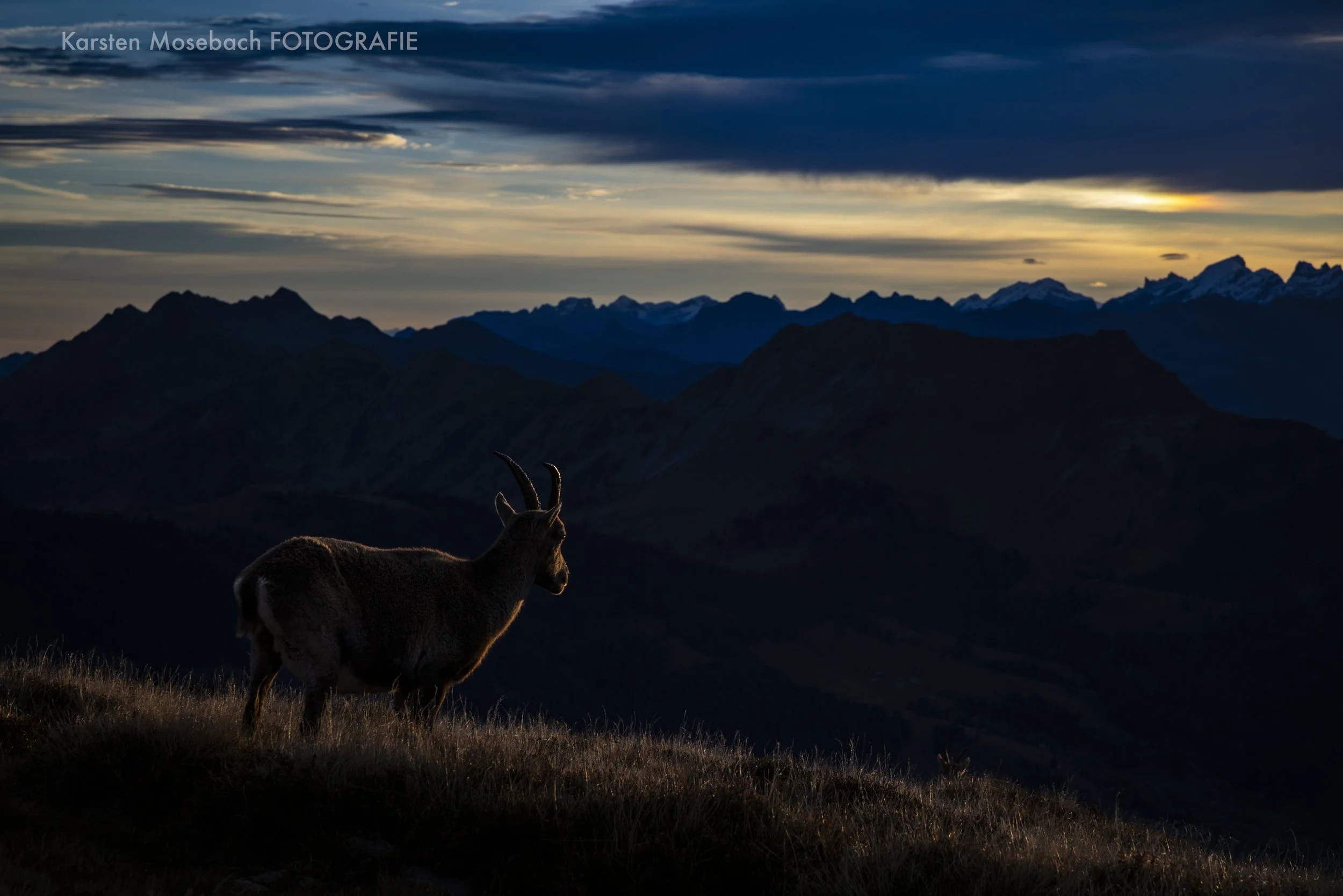 Karsten_Mosebach_Steinbock_Niederhorn-8519.jpg