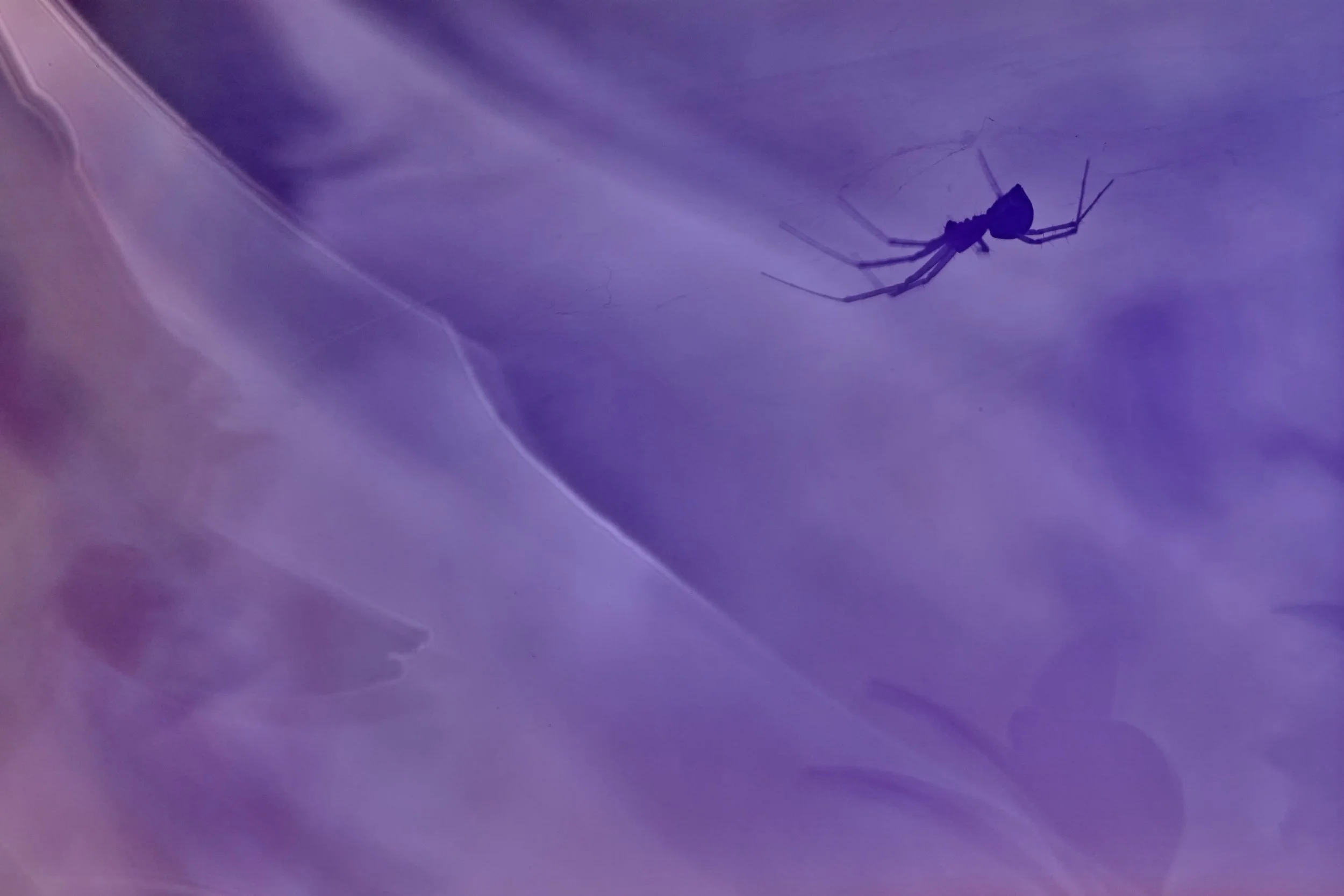 2C3A5281Baldachinsp 1Difine.jpg