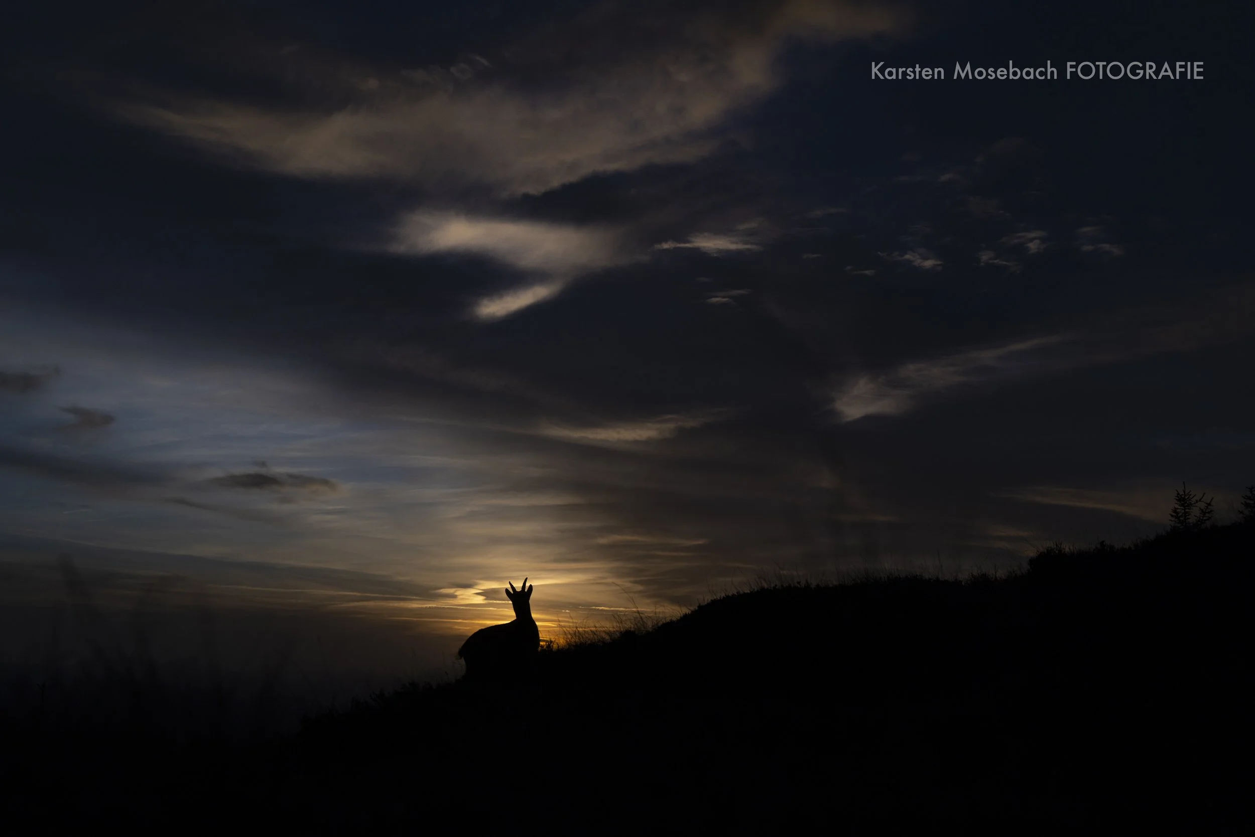 Karsten_Mosebach_Steinbock-2954.jpg