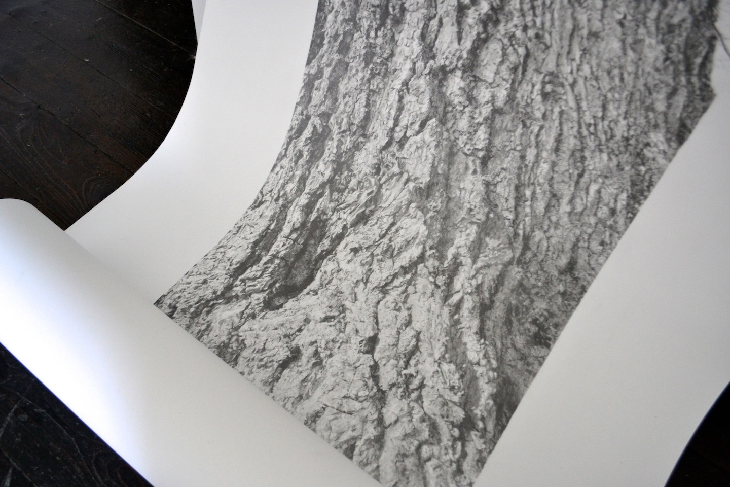   Vertical Panorama: Oak Tree  (2013). Detail view. 