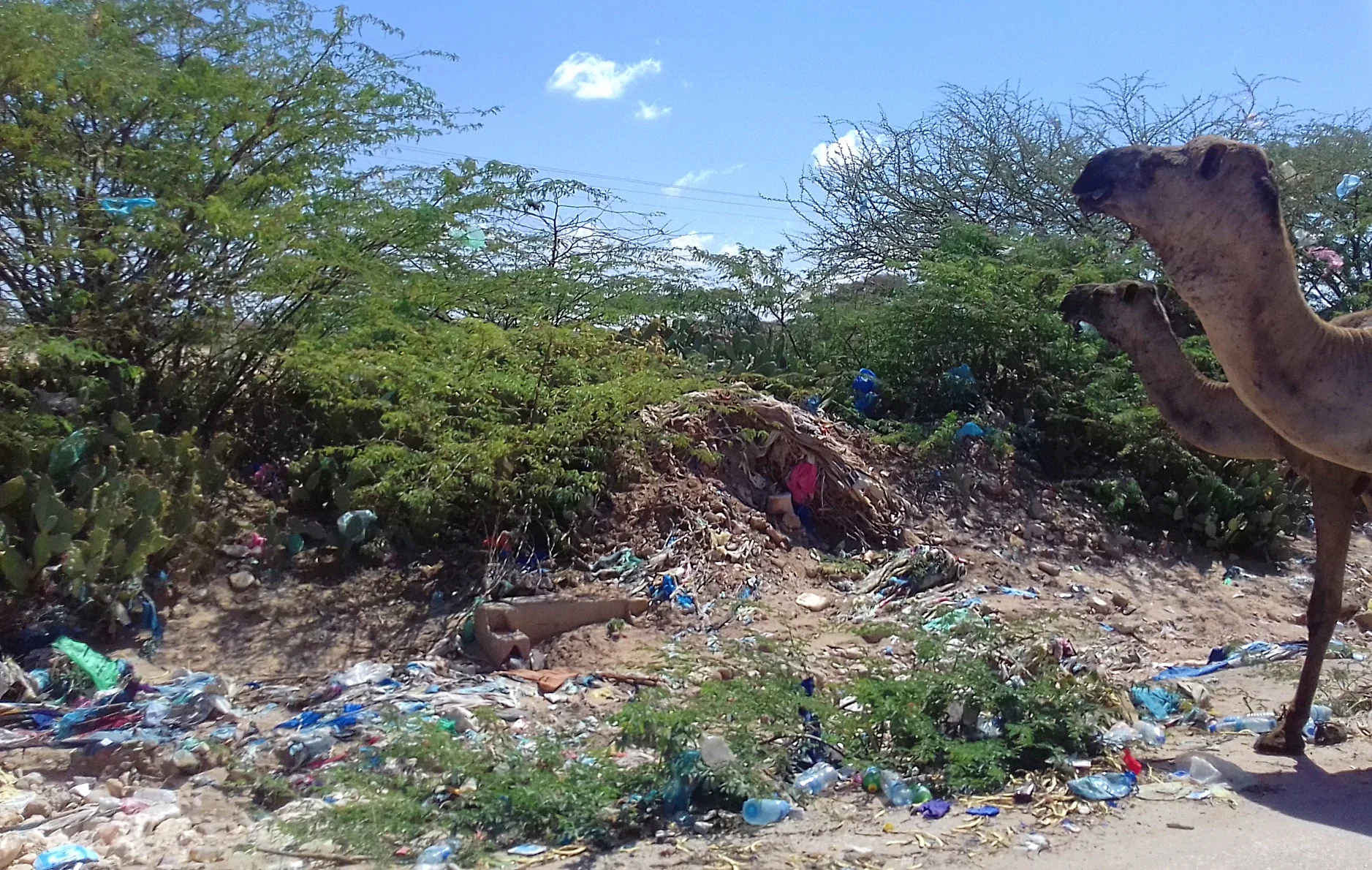 Camels grazing plastic garbage, Hargeisa. © Robert Kluijver, 2016