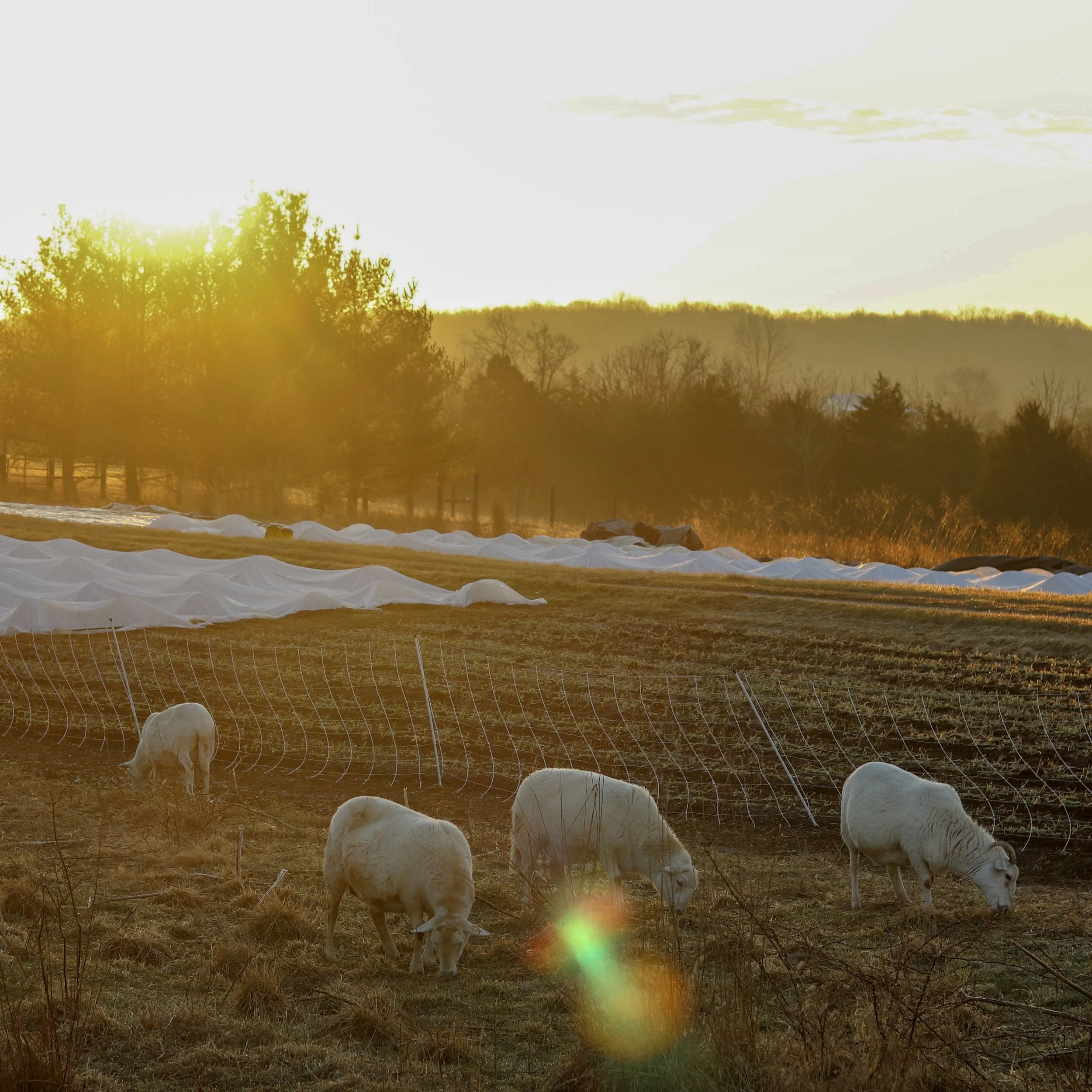 The Golden Age of Farming is... Now
