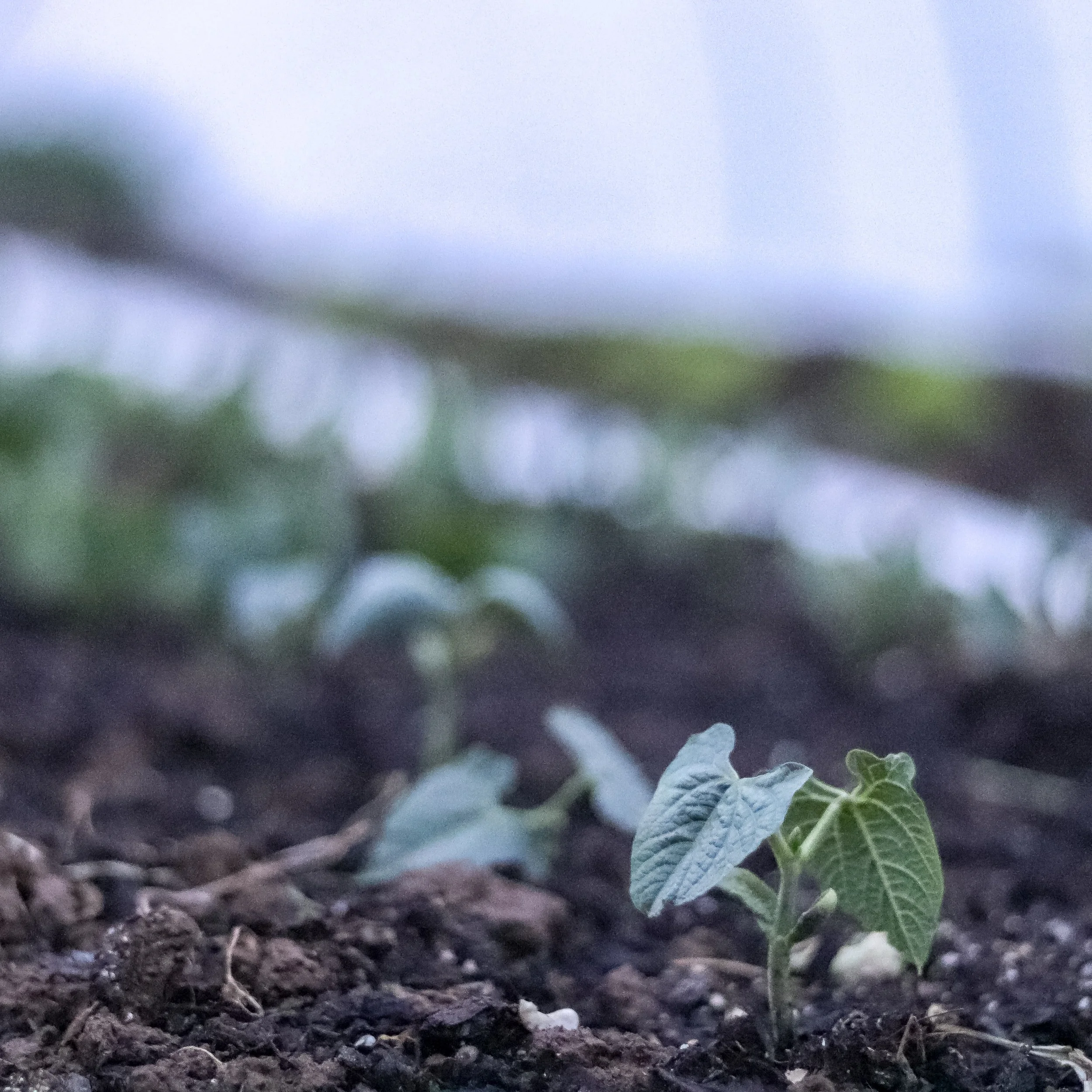 The EverBed Approach to No-Till