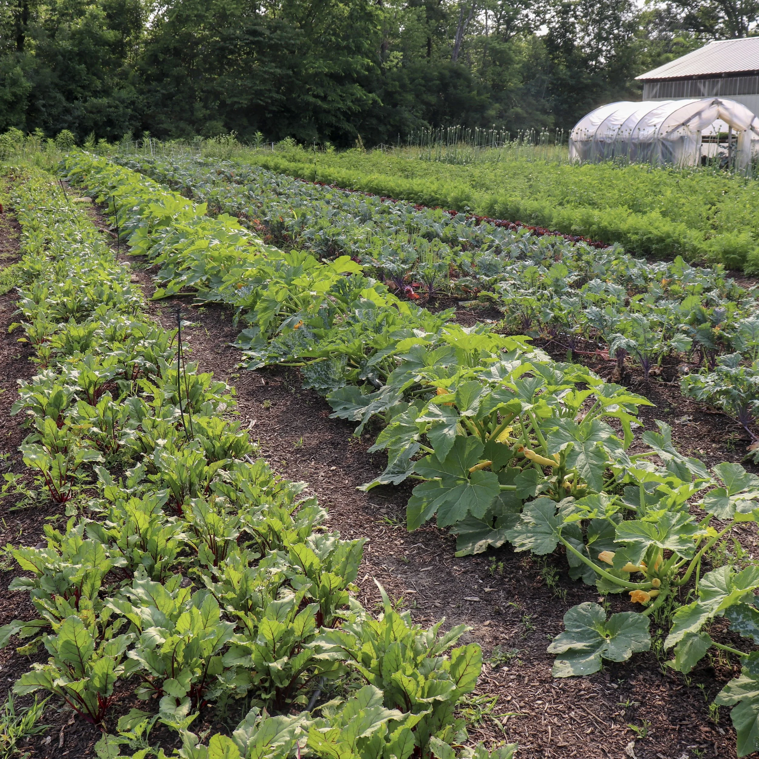 Flippin' No-Till: How to Turn Over Beds, a Collection 