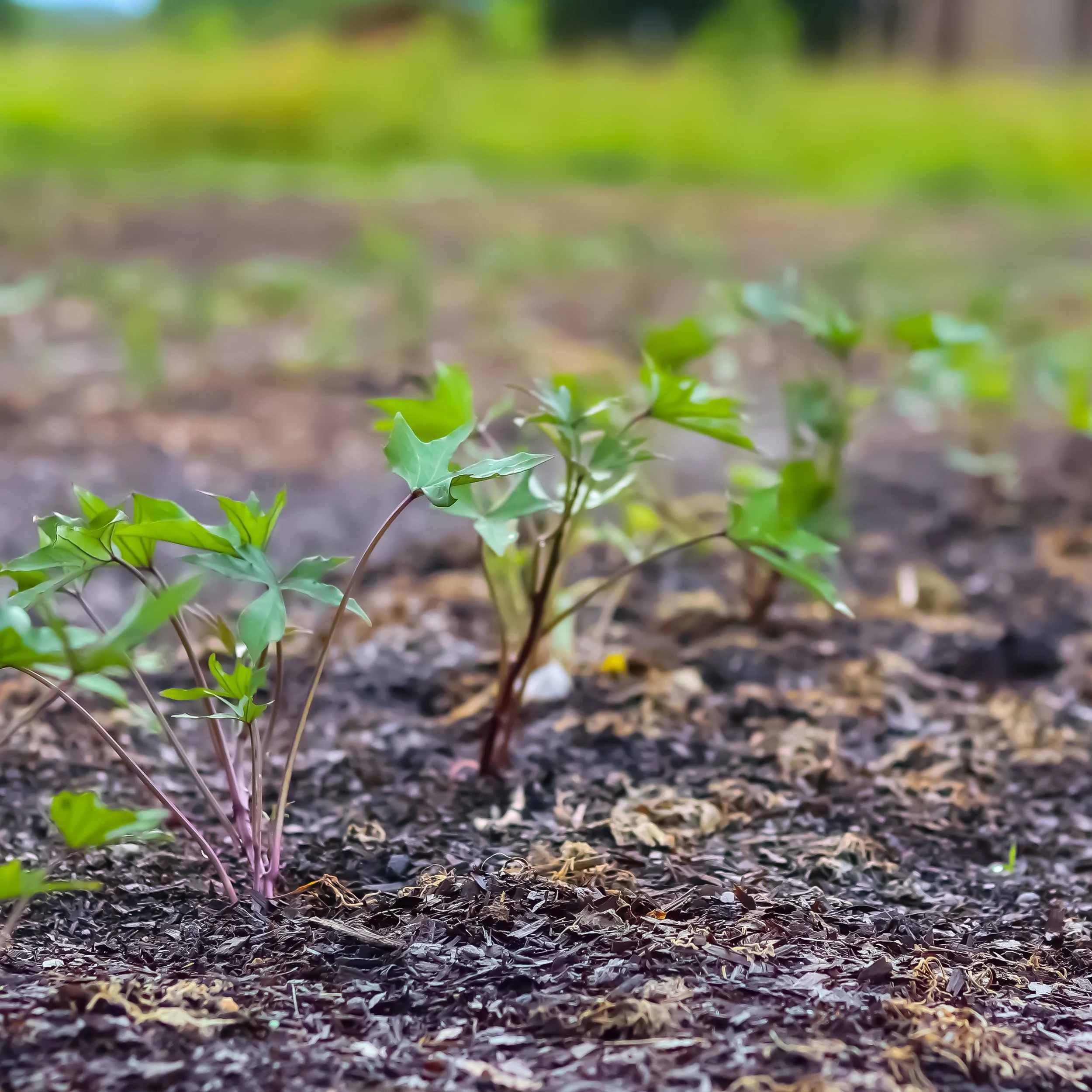 Drought, Deluge, &amp; No-Till Resilience
