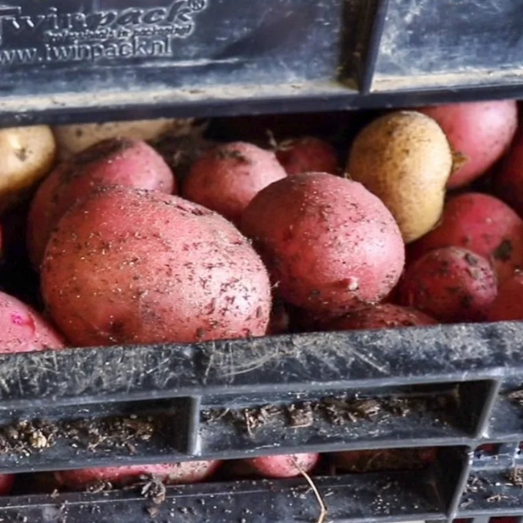 No-Till Potatoes