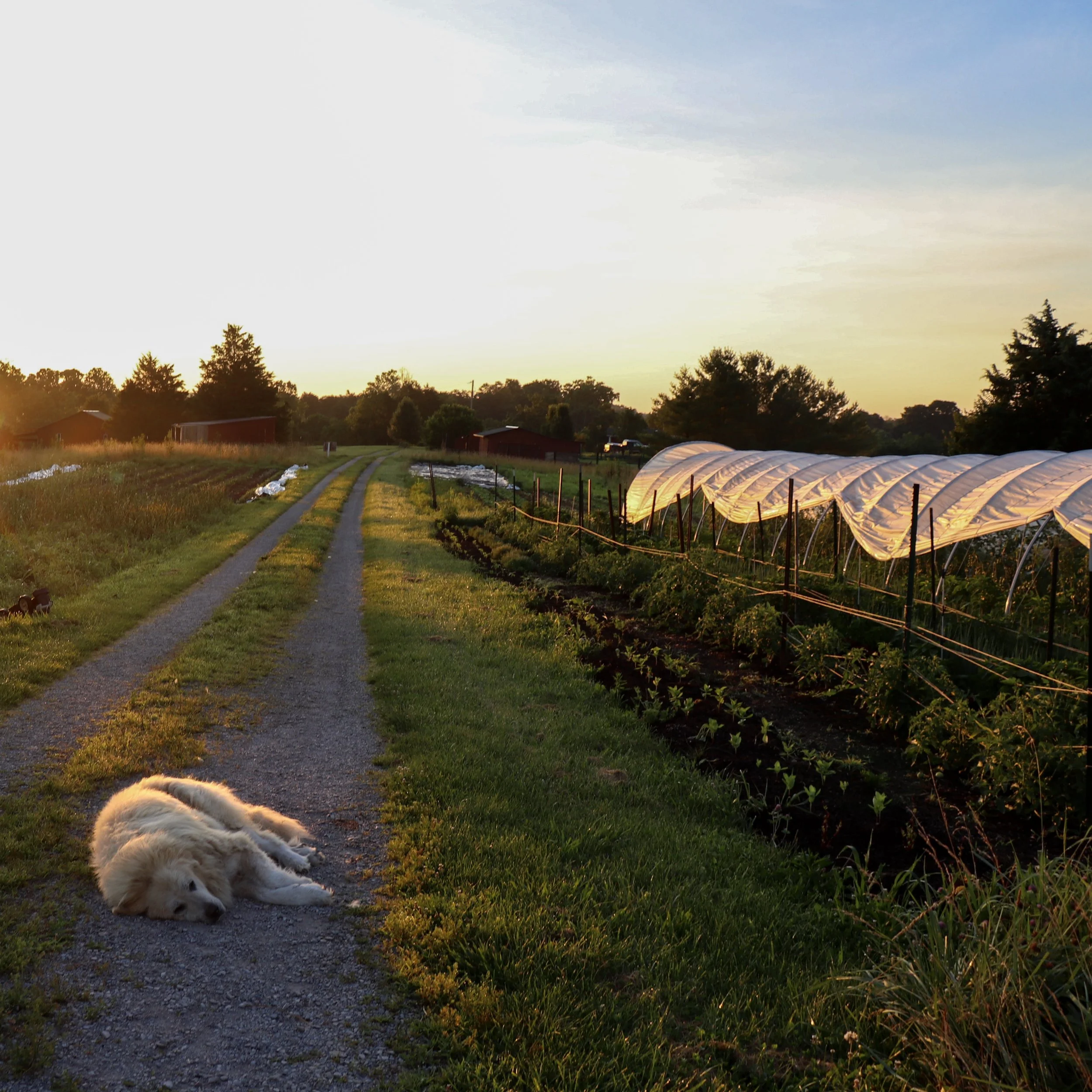 The Week in No-Till: BCS Drop Spreader, Jared’s Real Potatoes, &amp; Season Two