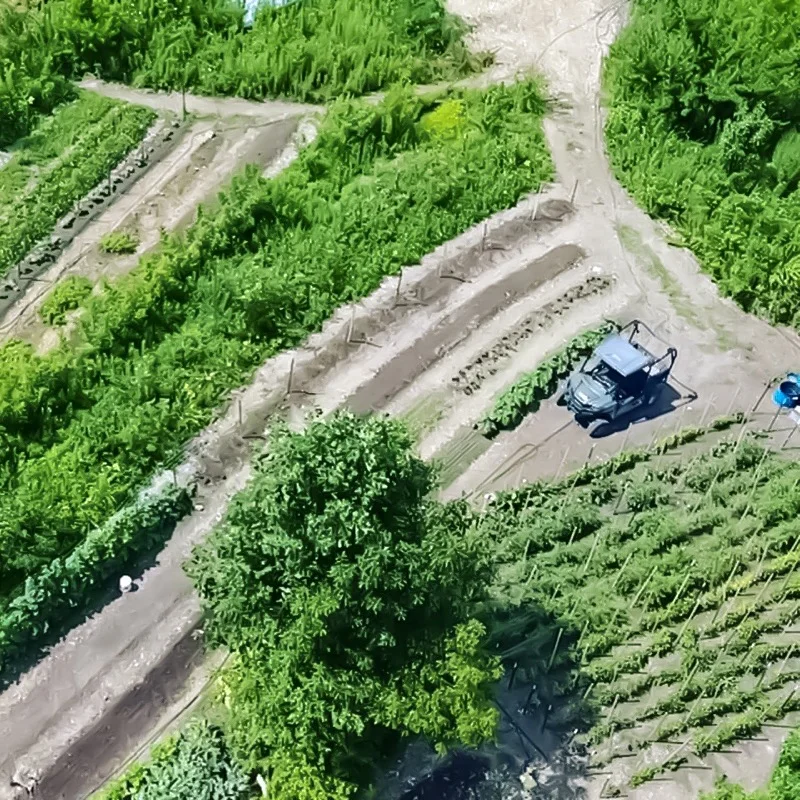 Help Pig &amp; Leaf Recover After Lightening Strike