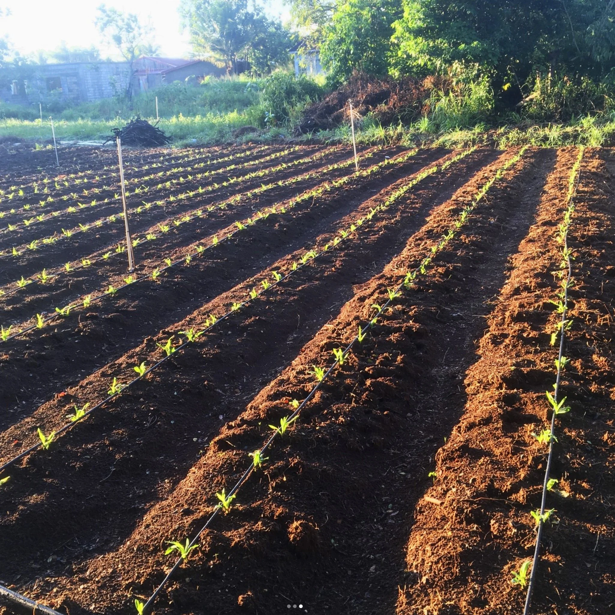 Tevin Allen of Tevin's Farm
