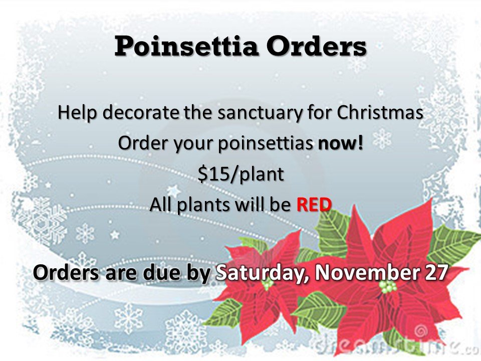 Poinsettias for Christmas Eve