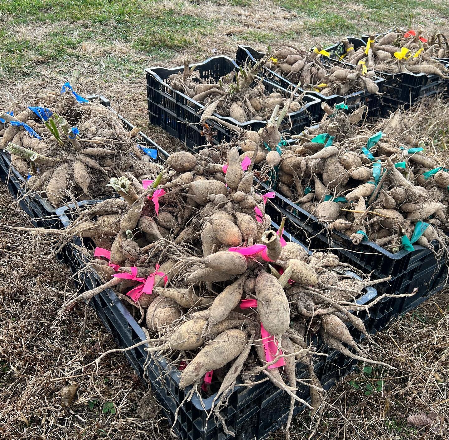 Great weather for our dahlia dig! These are dahlia tuber clumps, funny how ugly potato-like 🥔 starts produce the most gorgeous flower (in our opinion). Over 500 varieties lifted and tagged and now getting ready for winter storage. We usually hold ou
