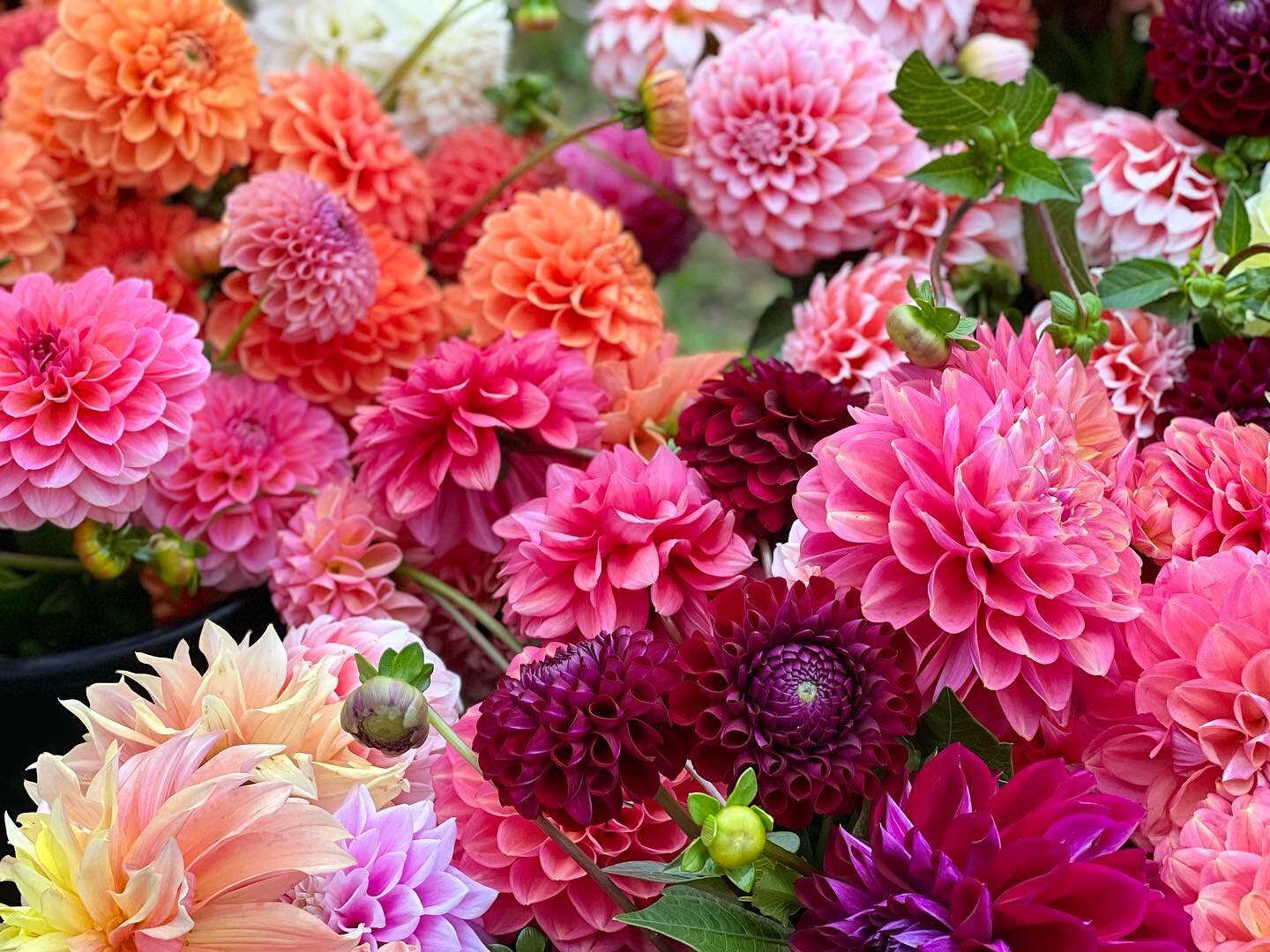 This is the last week of our fall dahlia subscription, we hope you all enjoyed these beauties! Stand will be OPEN tomorrow 3-6ishpm. We will also have sunflowers! 🌻 🌻

The stand will continue to be open on Fridays until the first frost ❄️, stop by 