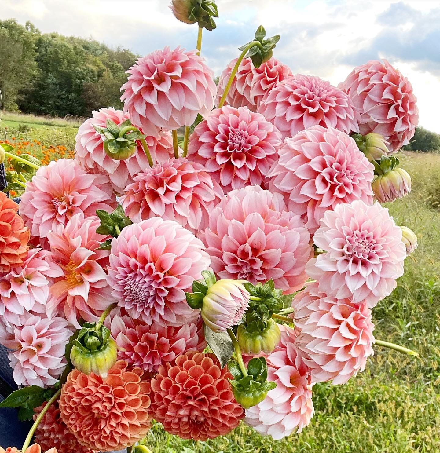 Happy Monday! Every year more and more dahlia varieties are bred, each seemingly more beautiful than the last. There is such a thing as dahlia mania as growers and gardeners scramble to purchase tubers and cuttings of the latest and greatest. This ga