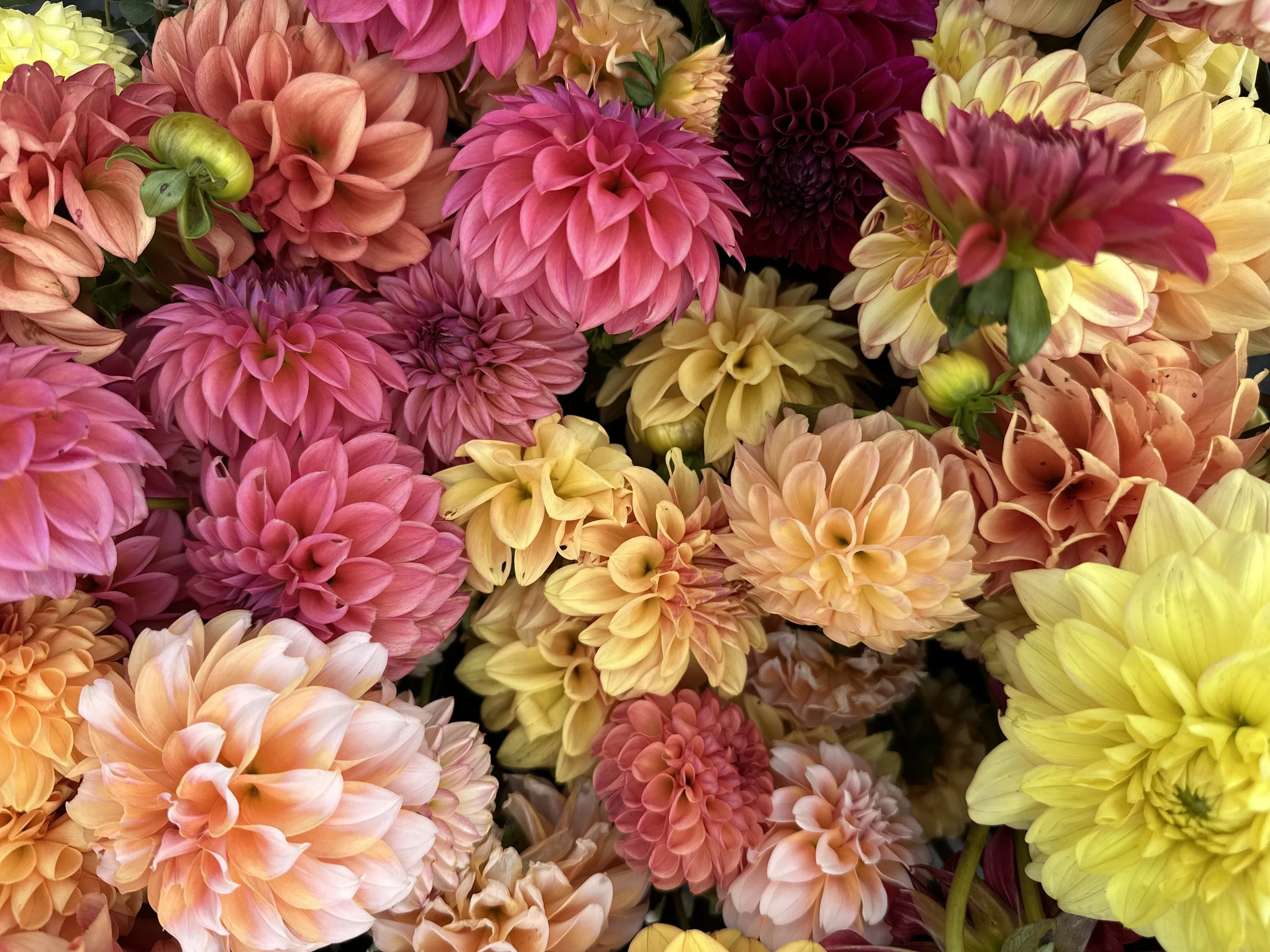 Dahlia Days Arrangement Workshop Saturday, August 23, 2025