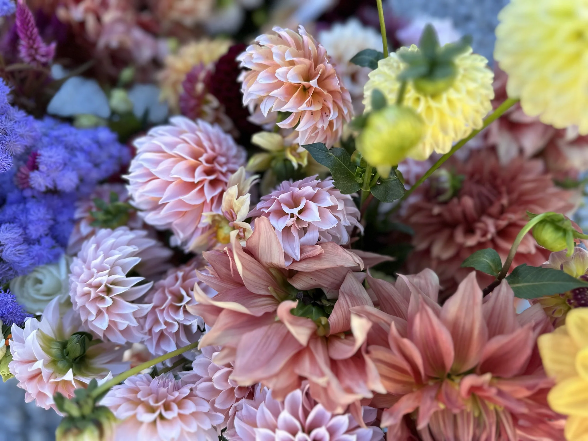 【おまとめ】ANRI【A Special Day】【Spring Bright】 Dahlia Days Arrangement Workshop Saturday, August 23, 2025