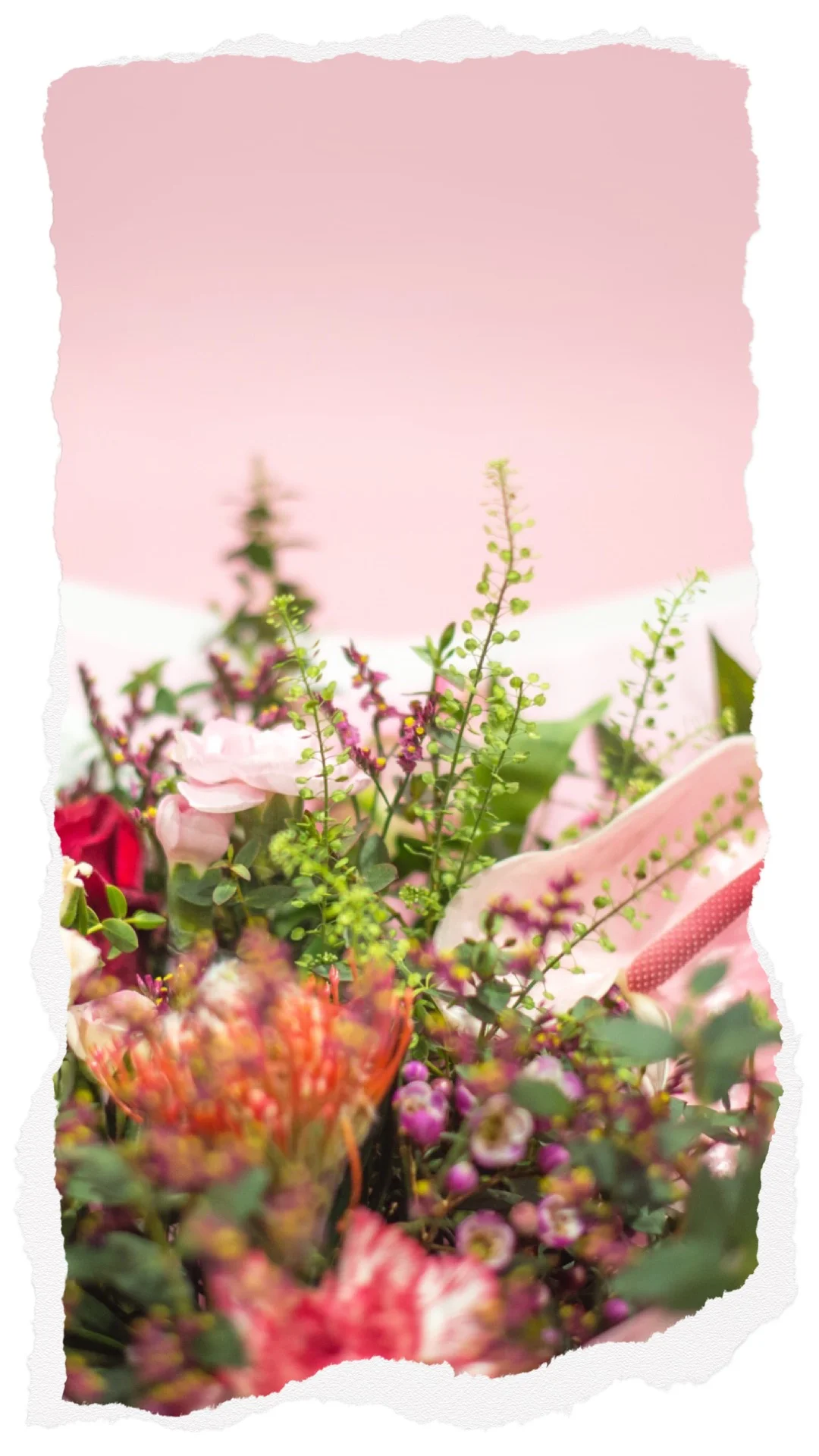 Ammi Fleuriste Pays Basque