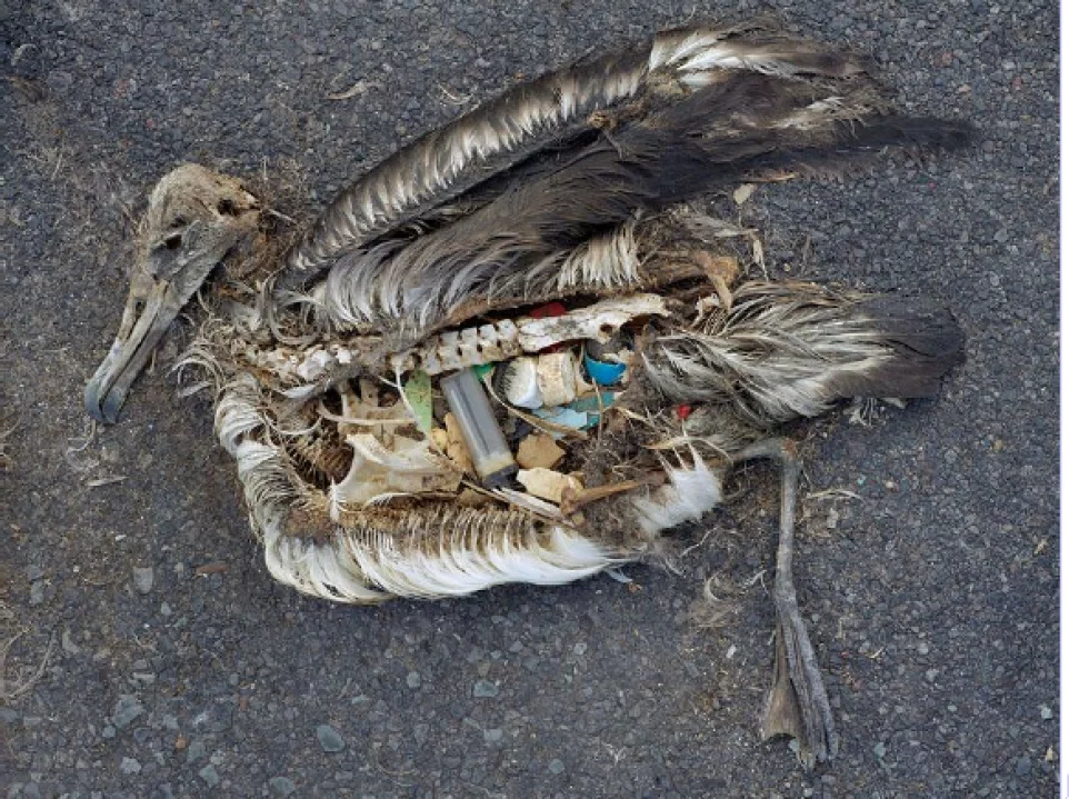 Why Plastic