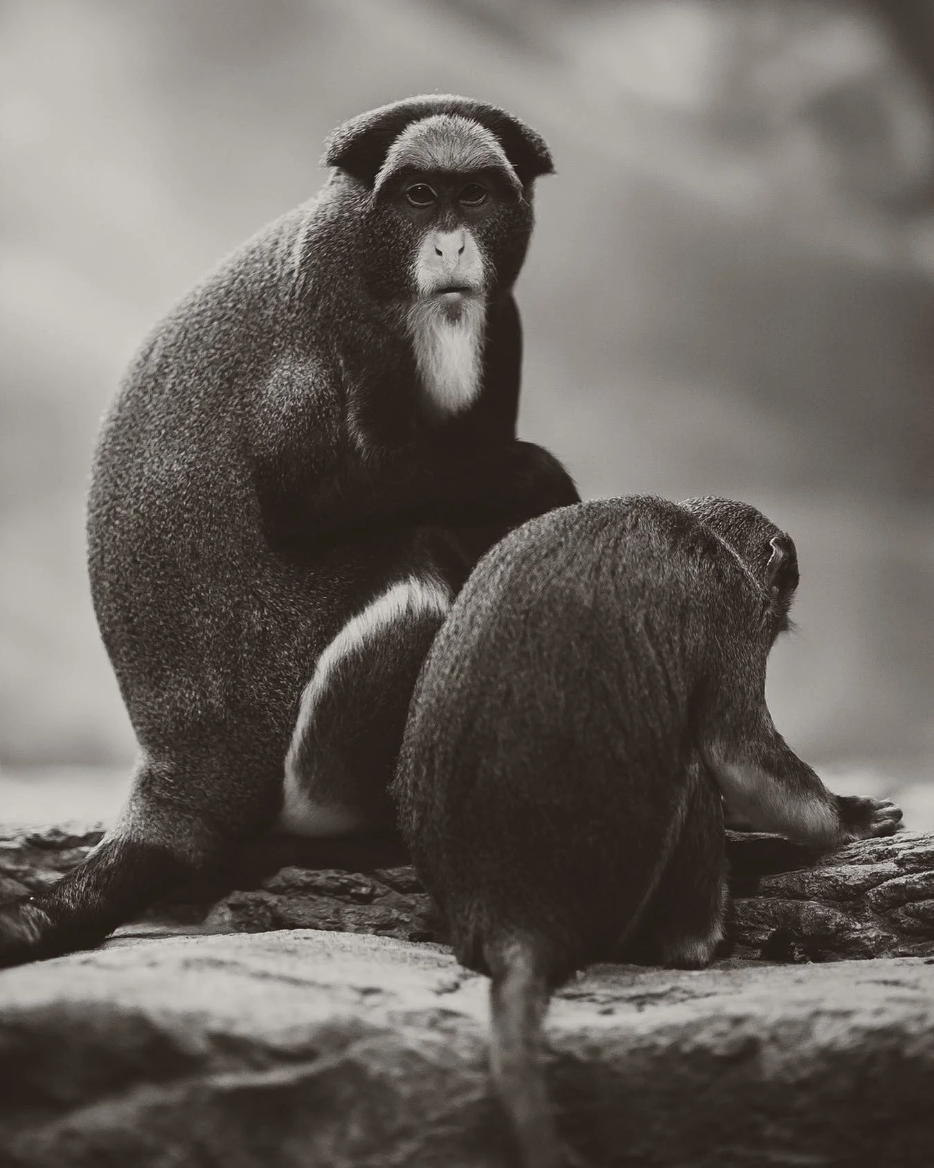 - Watching -
⠀⠀⠀⠀⠀⠀⠀⠀⠀
⠀⠀⠀⠀⠀⠀⠀⠀⠀
#chitecture #mychicagopix #BeAlpha #urbanandstreet #chicagopulse #explorechicago #chicagoshot #igerschicago #thechieye #choosechicago #sonyalphapro #ig_chicagoland #chiarchitecture #likechicago #chicagogram #windycity