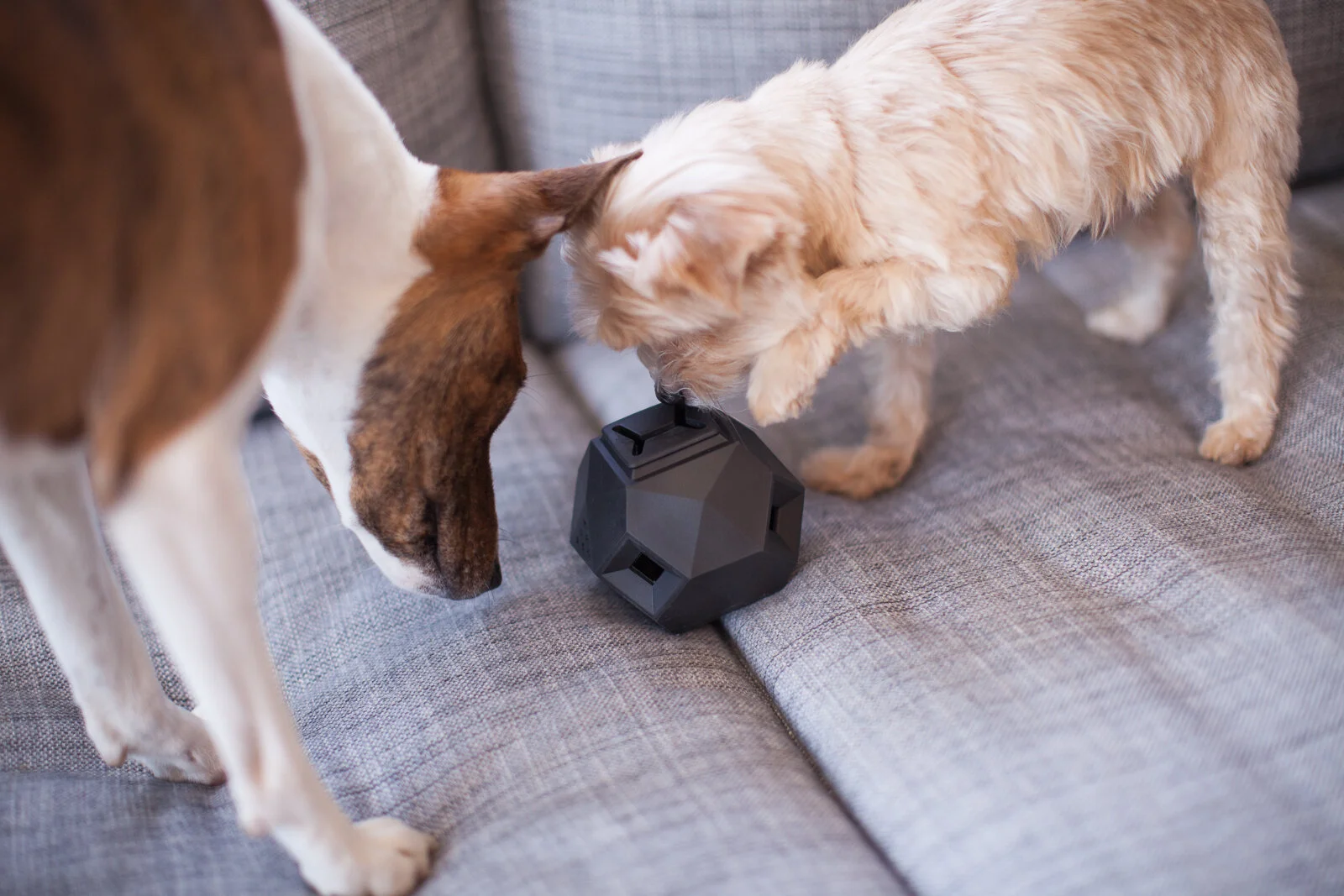 Dogs With Toy-2960.jpg