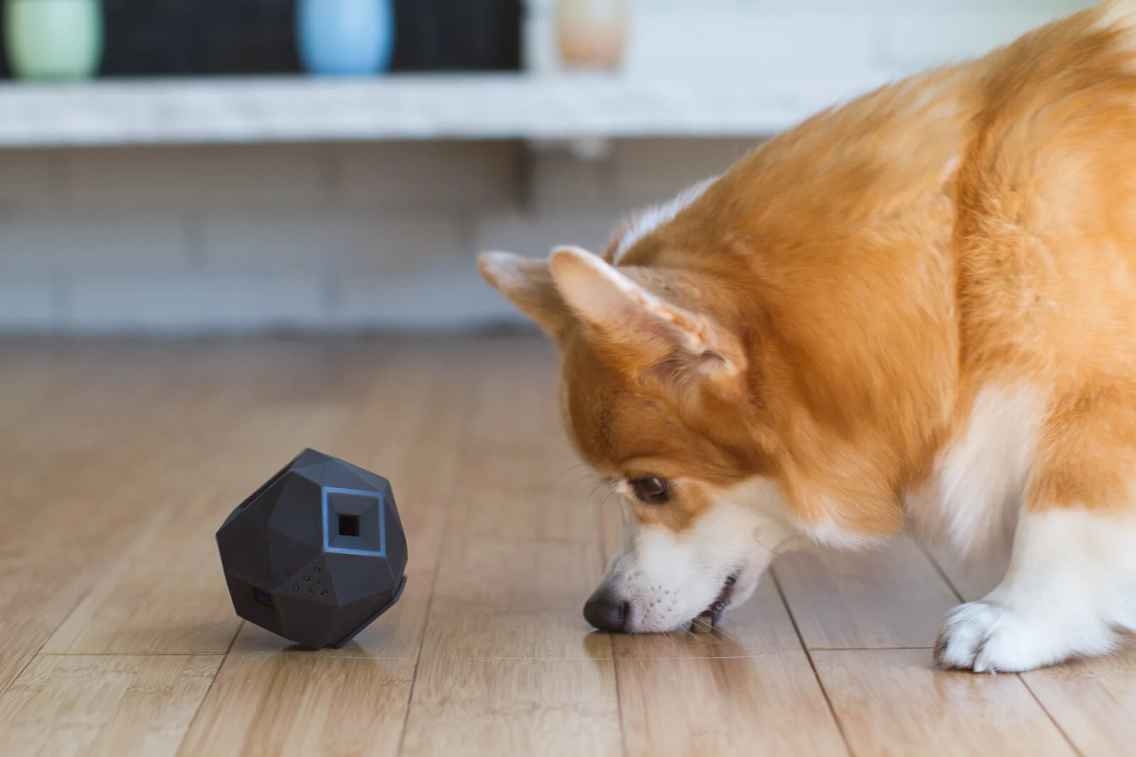 Dogs With Toy-2299.jpg