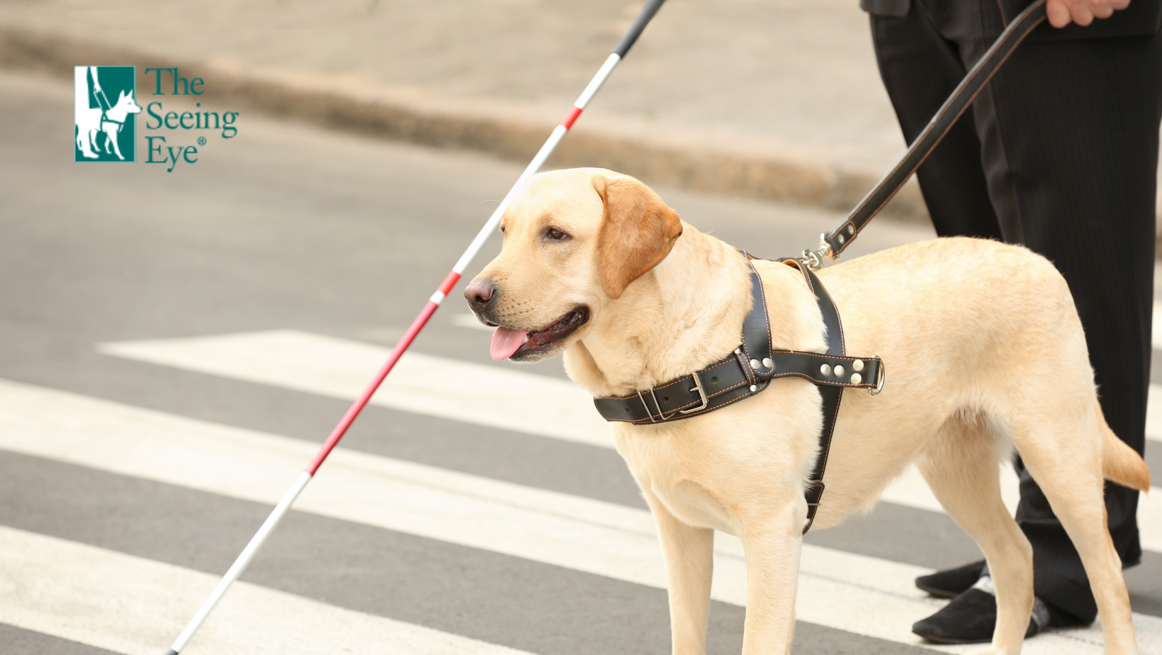 Meet a Seeing Eye Dog