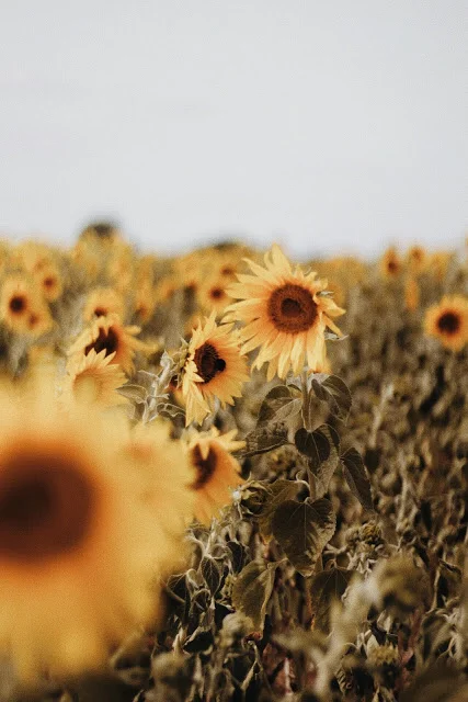 END OF SUMMER PLAYLIST. 