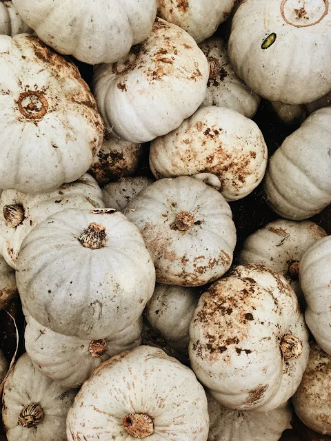 PUMPKIN PATCH ADVENTURES.