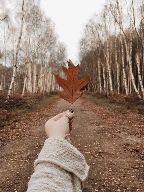 THE LAST WHISPER OF AUTUMN; NOVEMBER PLAYLIST.