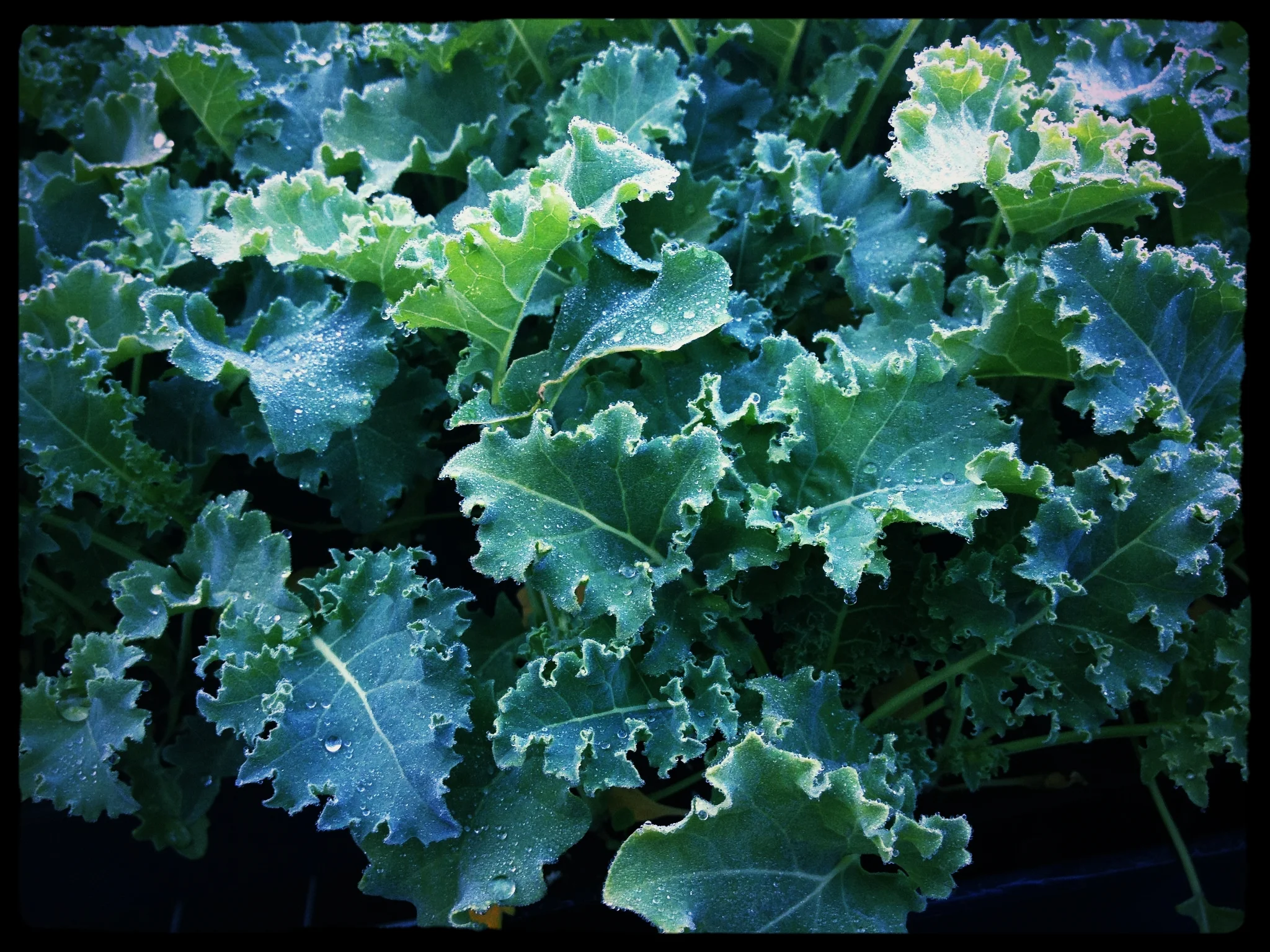 baby kale.jpg